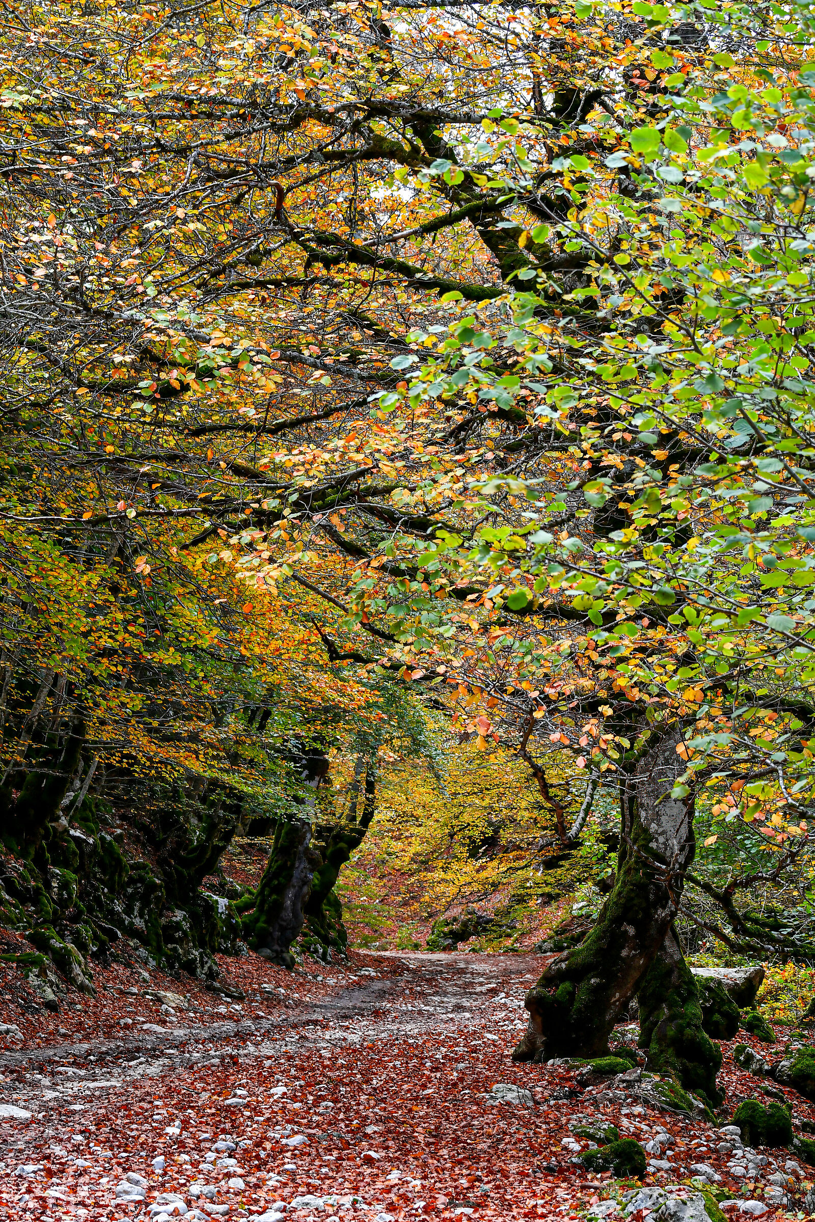 A walk in the woods