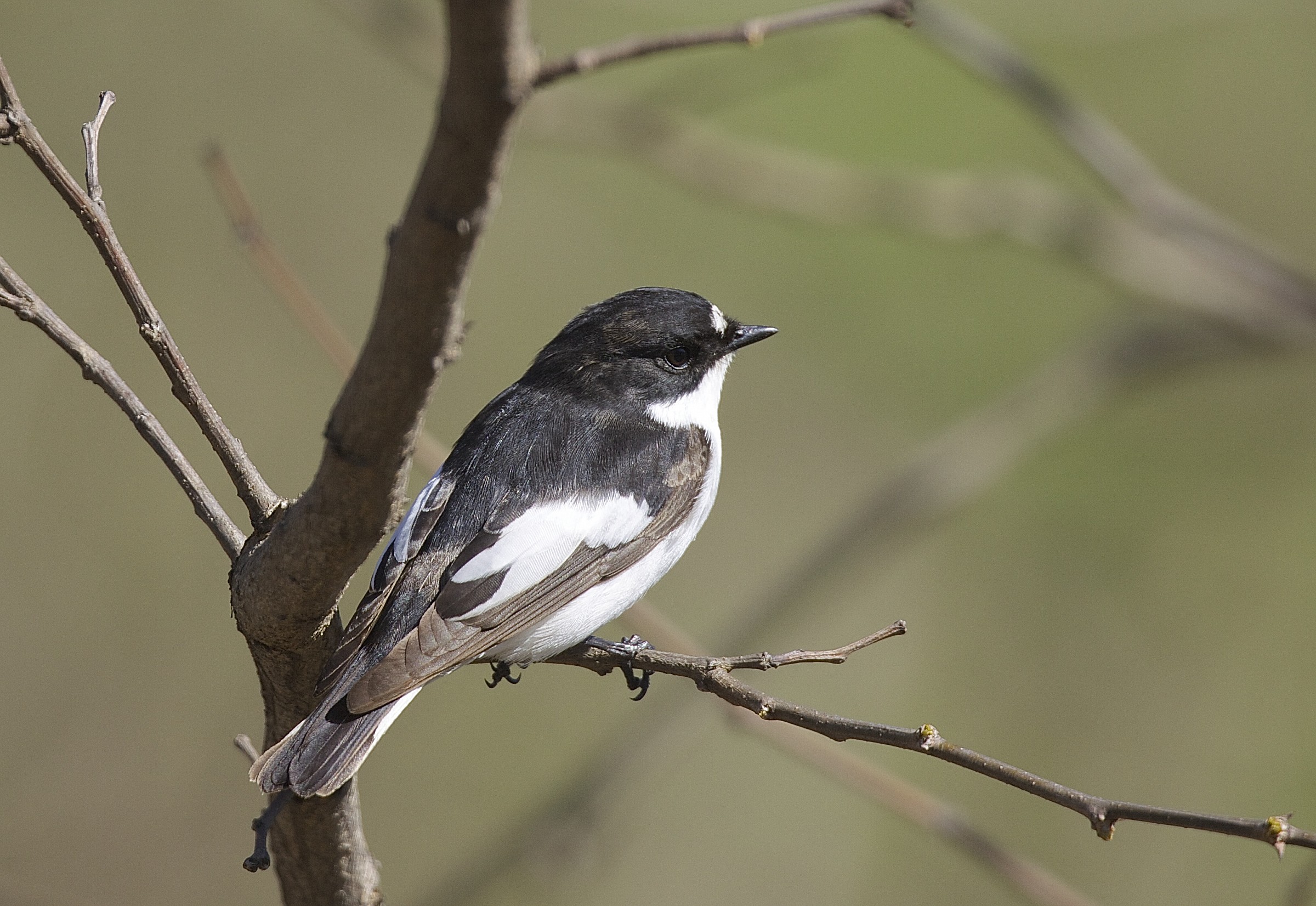 Collared Flycatcher