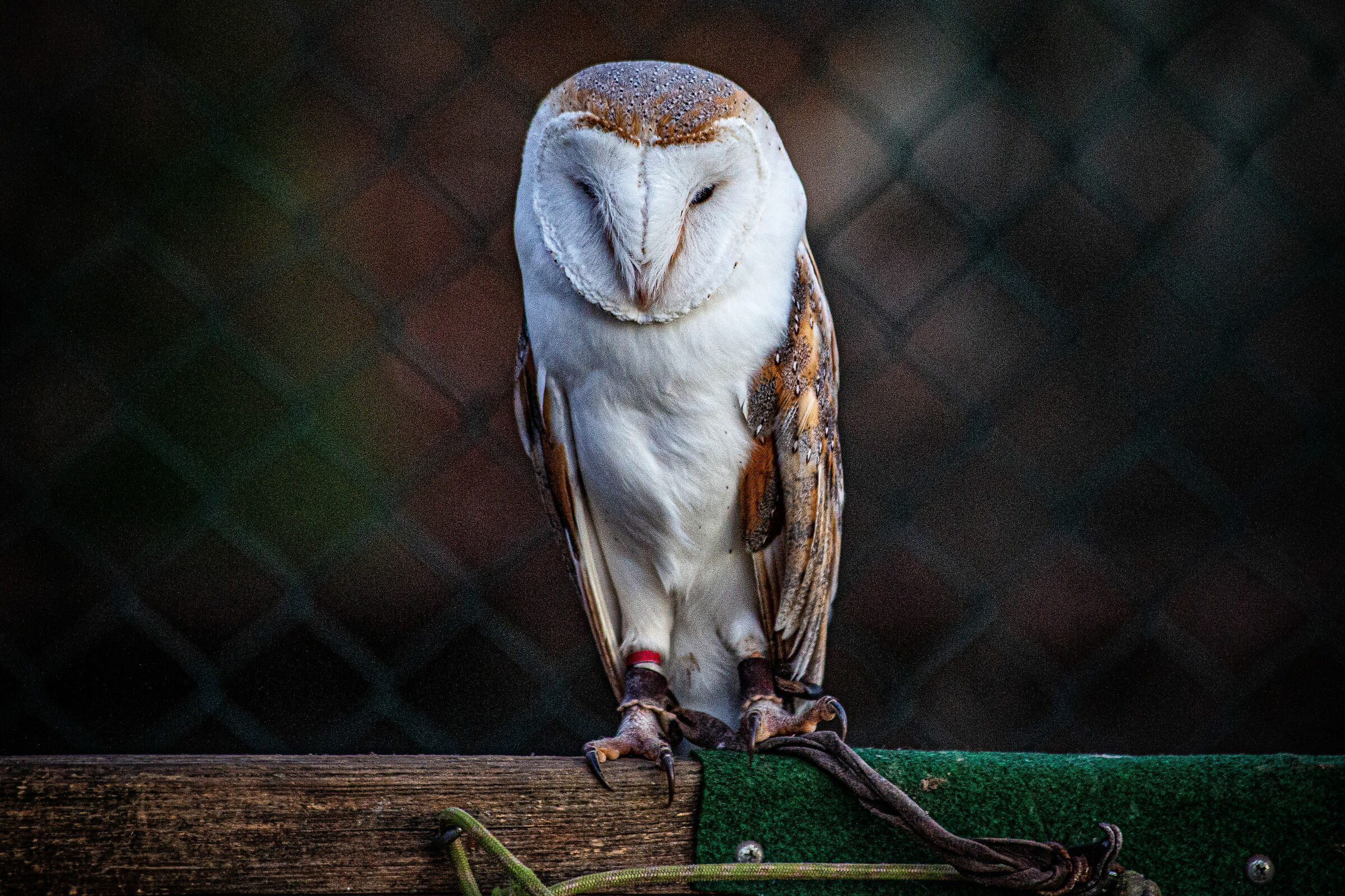 The Barn Owl