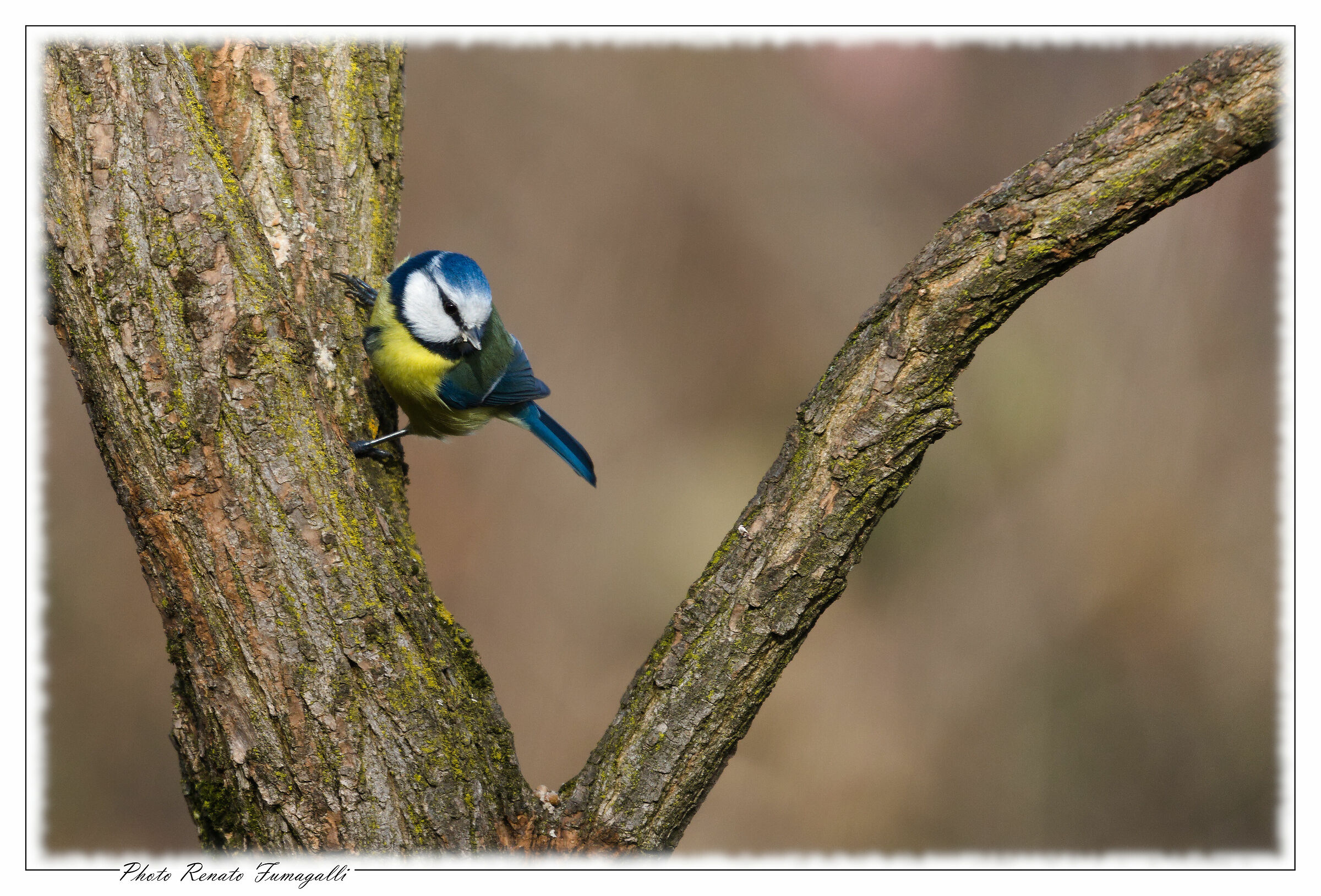 Cinciarella (Cyanistes caeruleus)