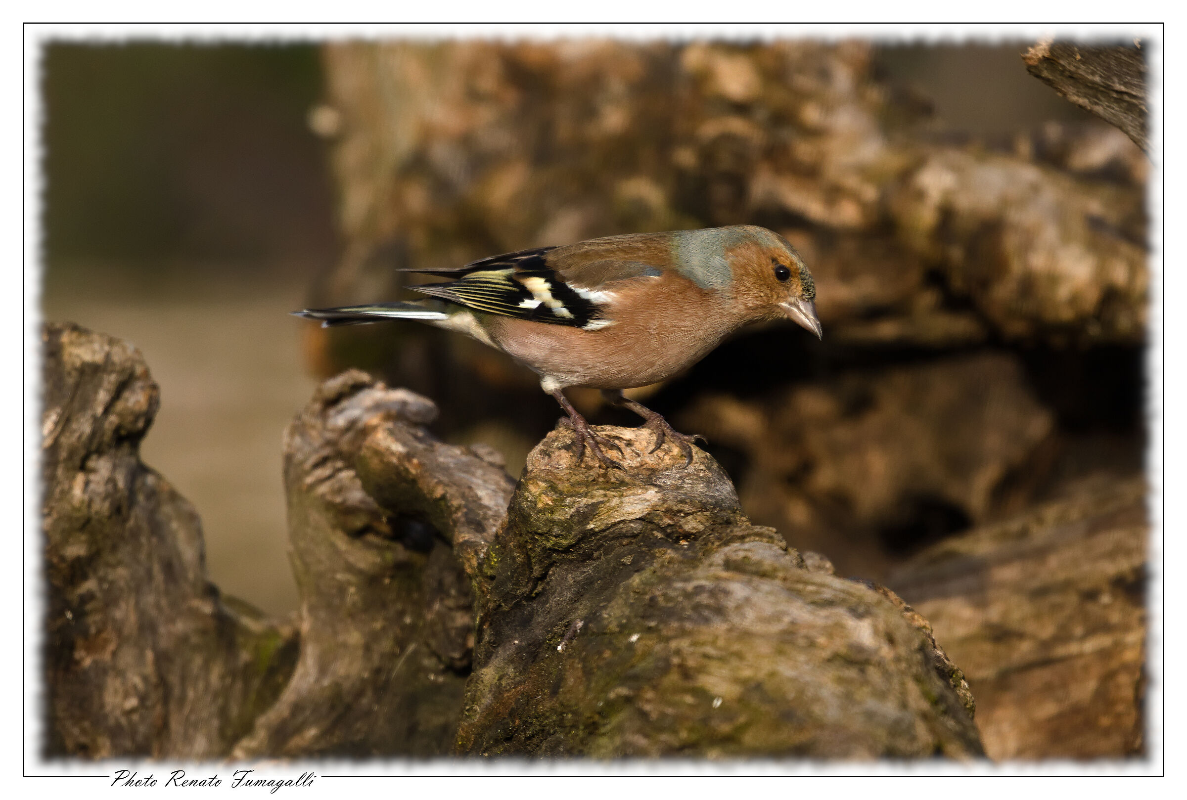 Il mimetismo del fringuello (Fringilla coelebs)