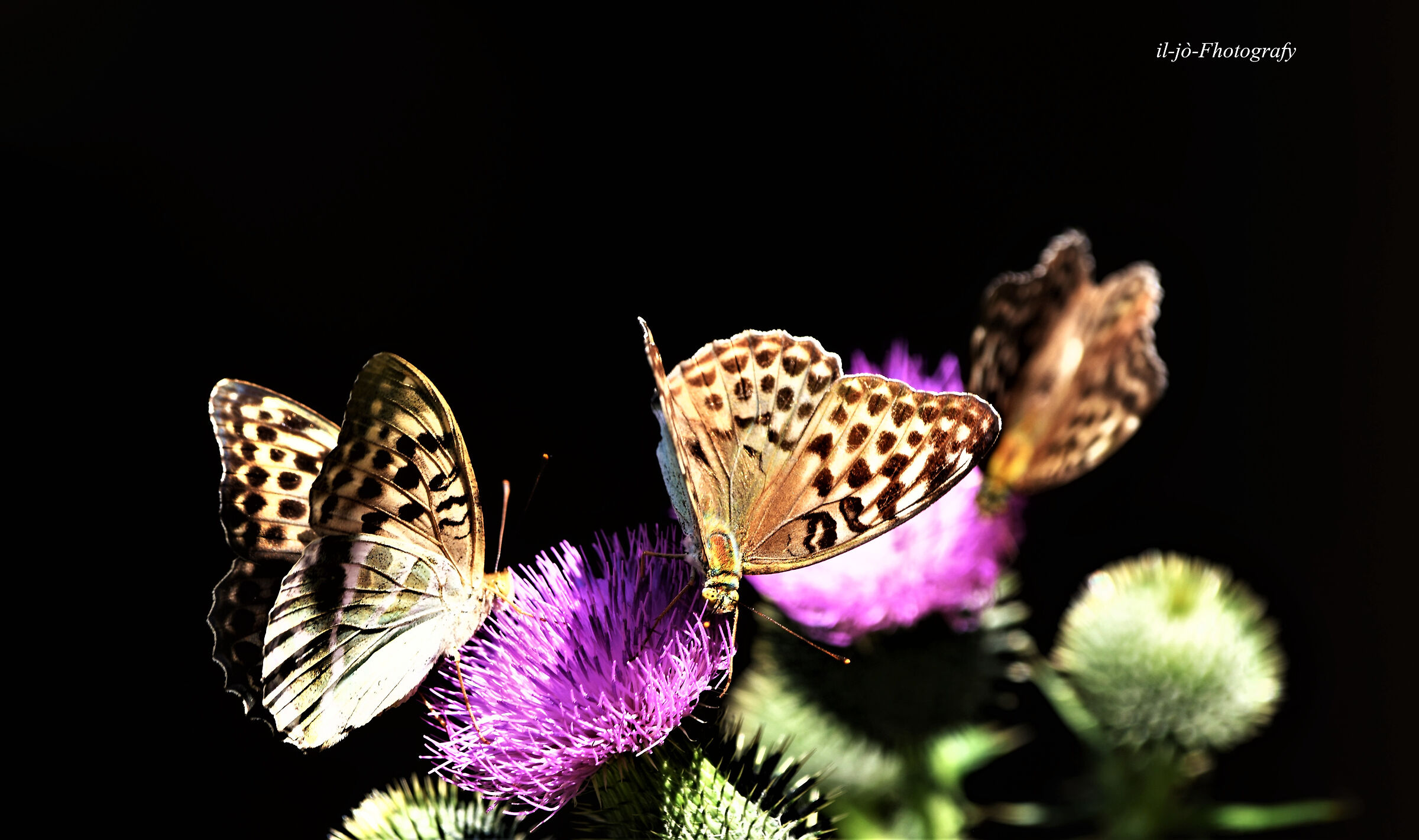 Untitled Photo