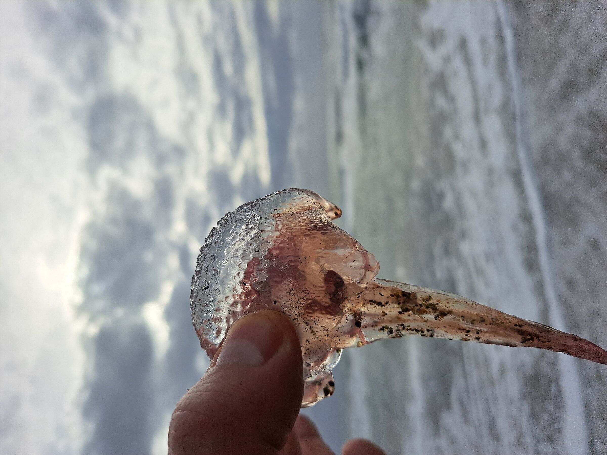 Medusetta piccola a Latina