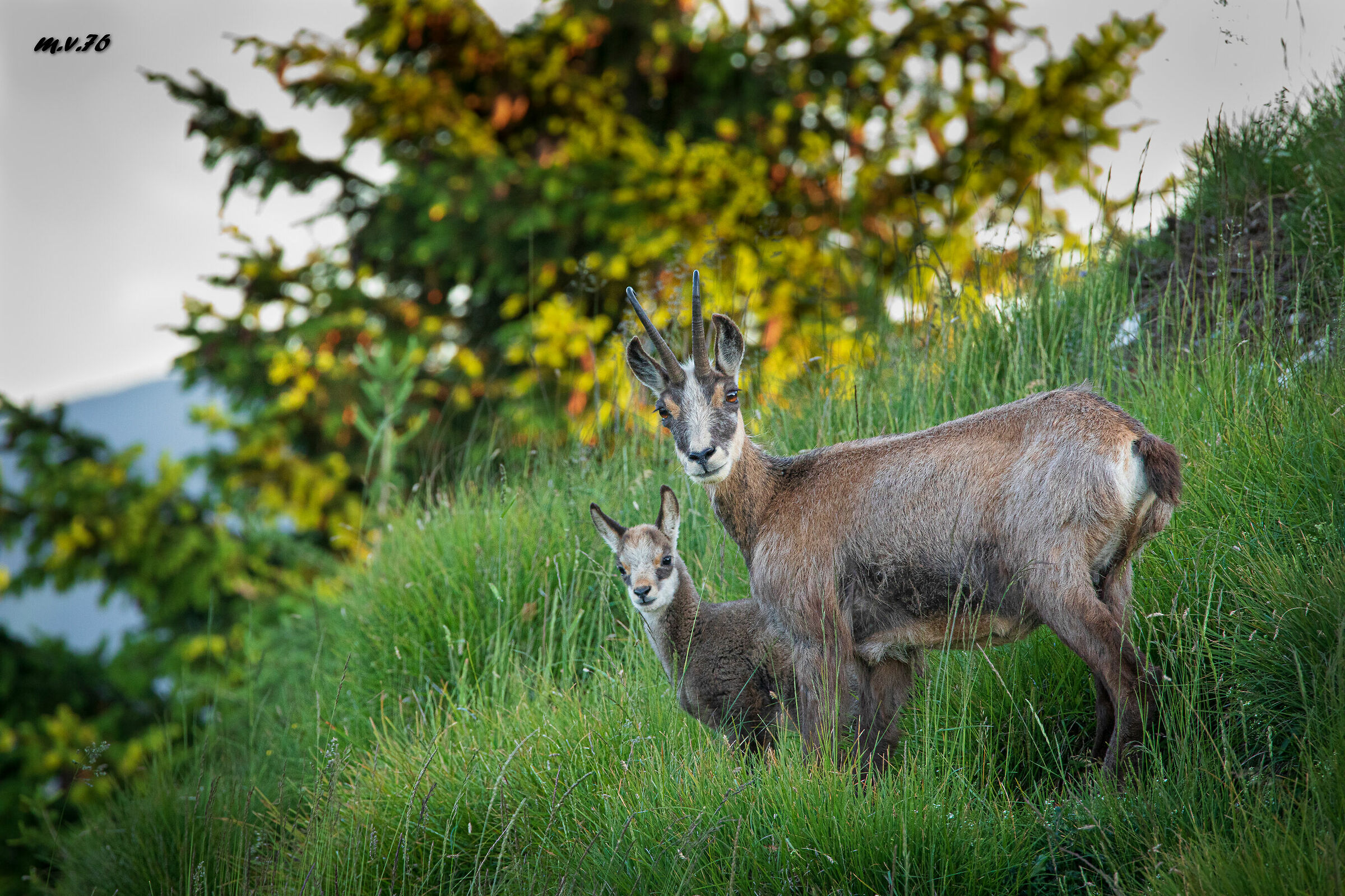 Chamois - Rupicapra rupicapra