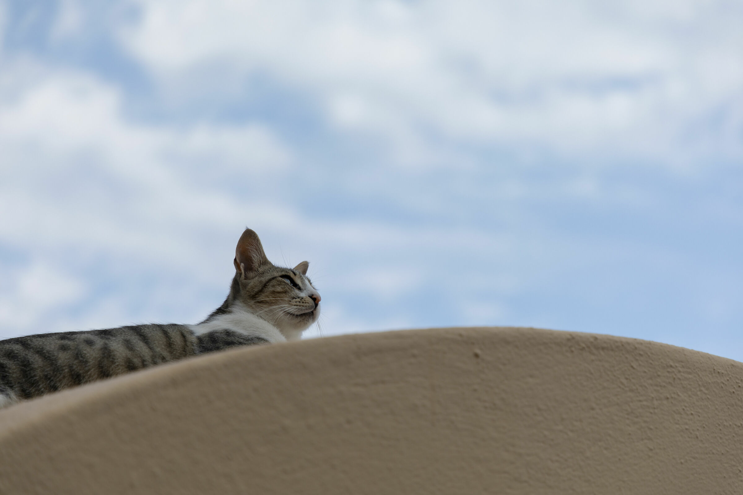 miao