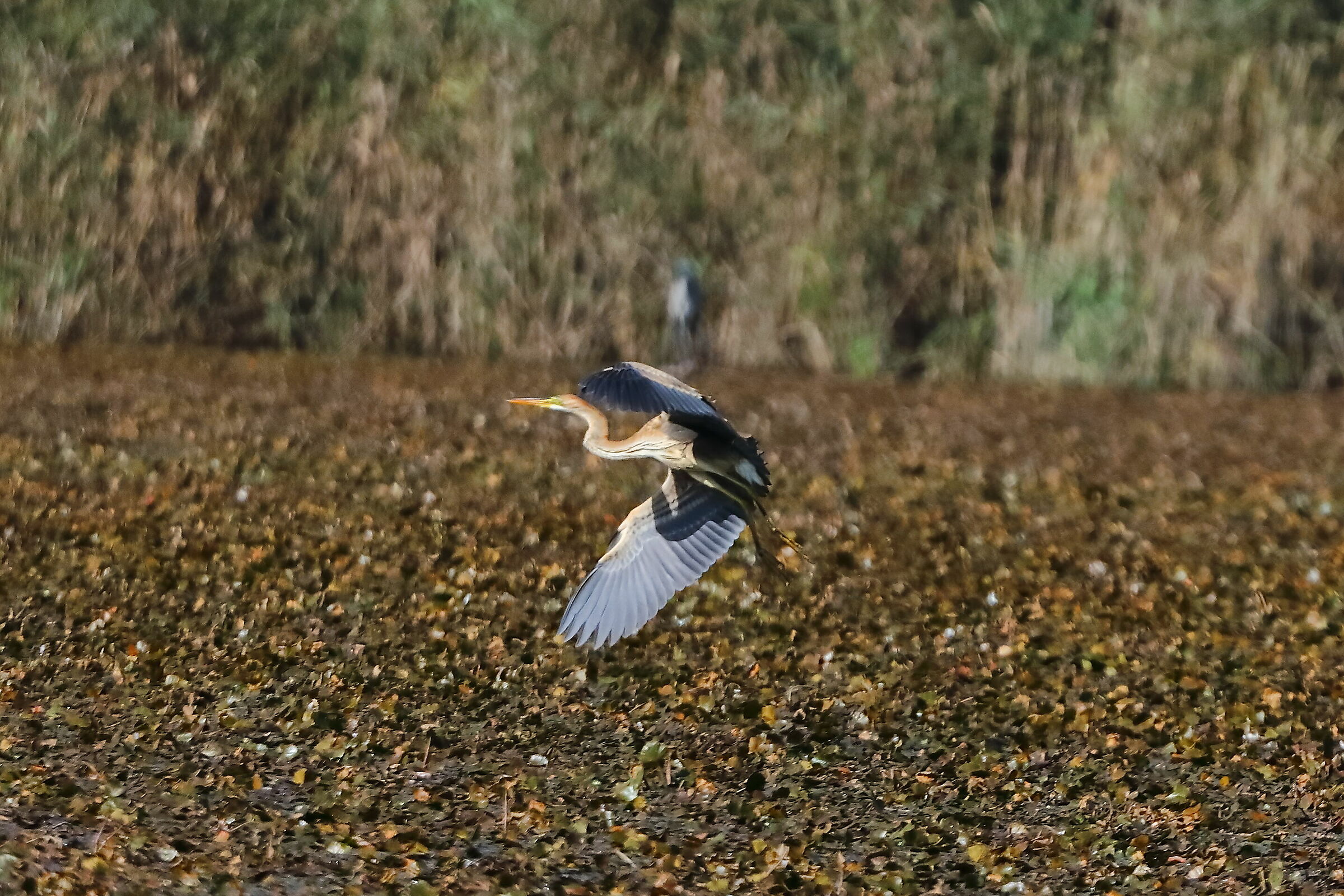 Purple Heron 28-09-2023