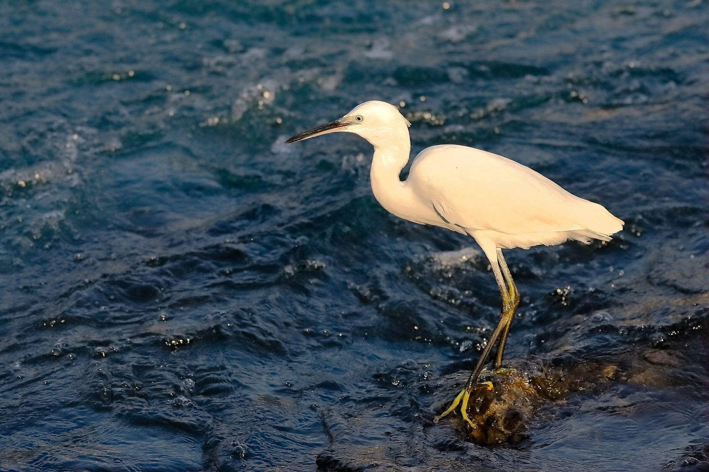 Little Egret 29-09-2023