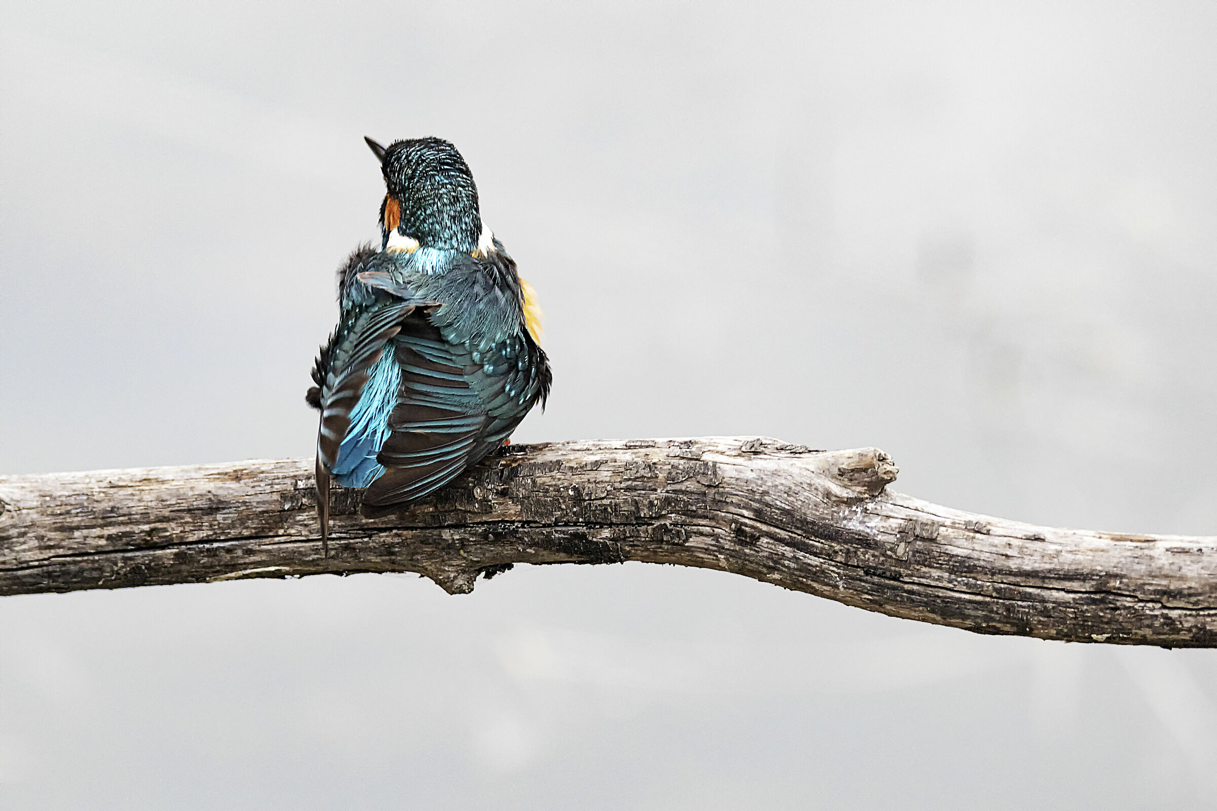 Kingfisher 3