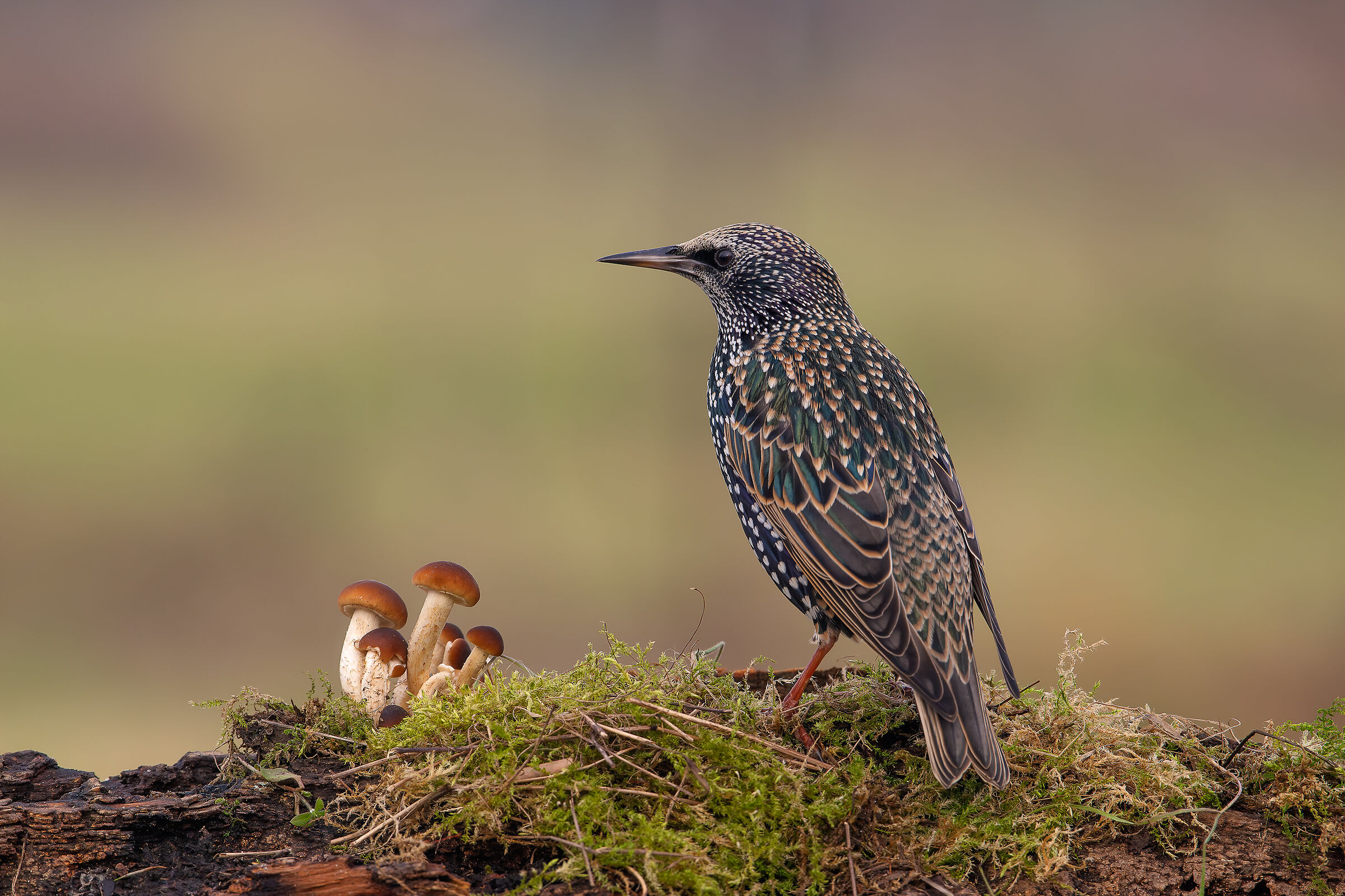 Reversal #capannocora