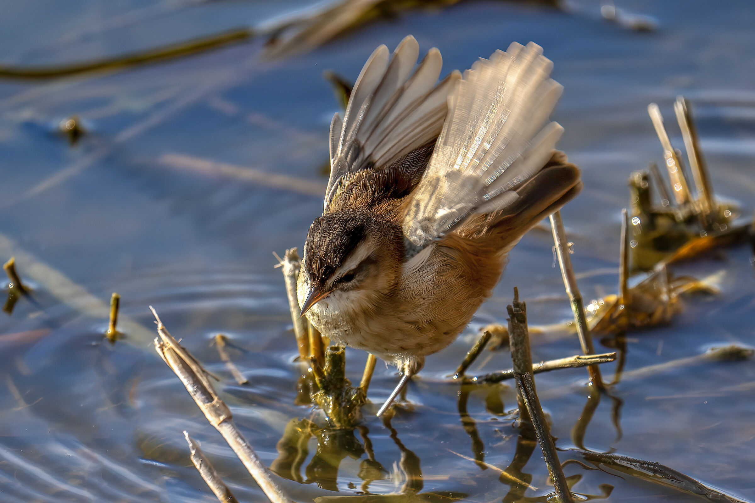Forapaglie castagnolo