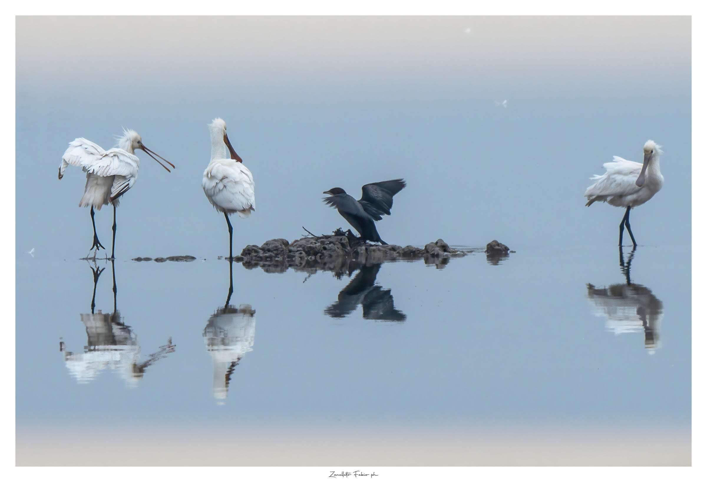 Spatole Delta del Po