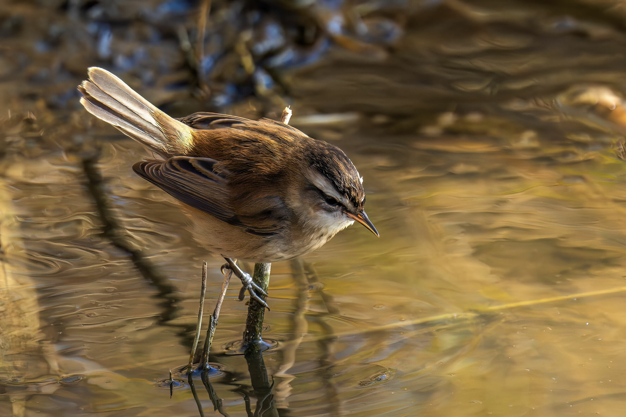 Forapaglie castagnolo