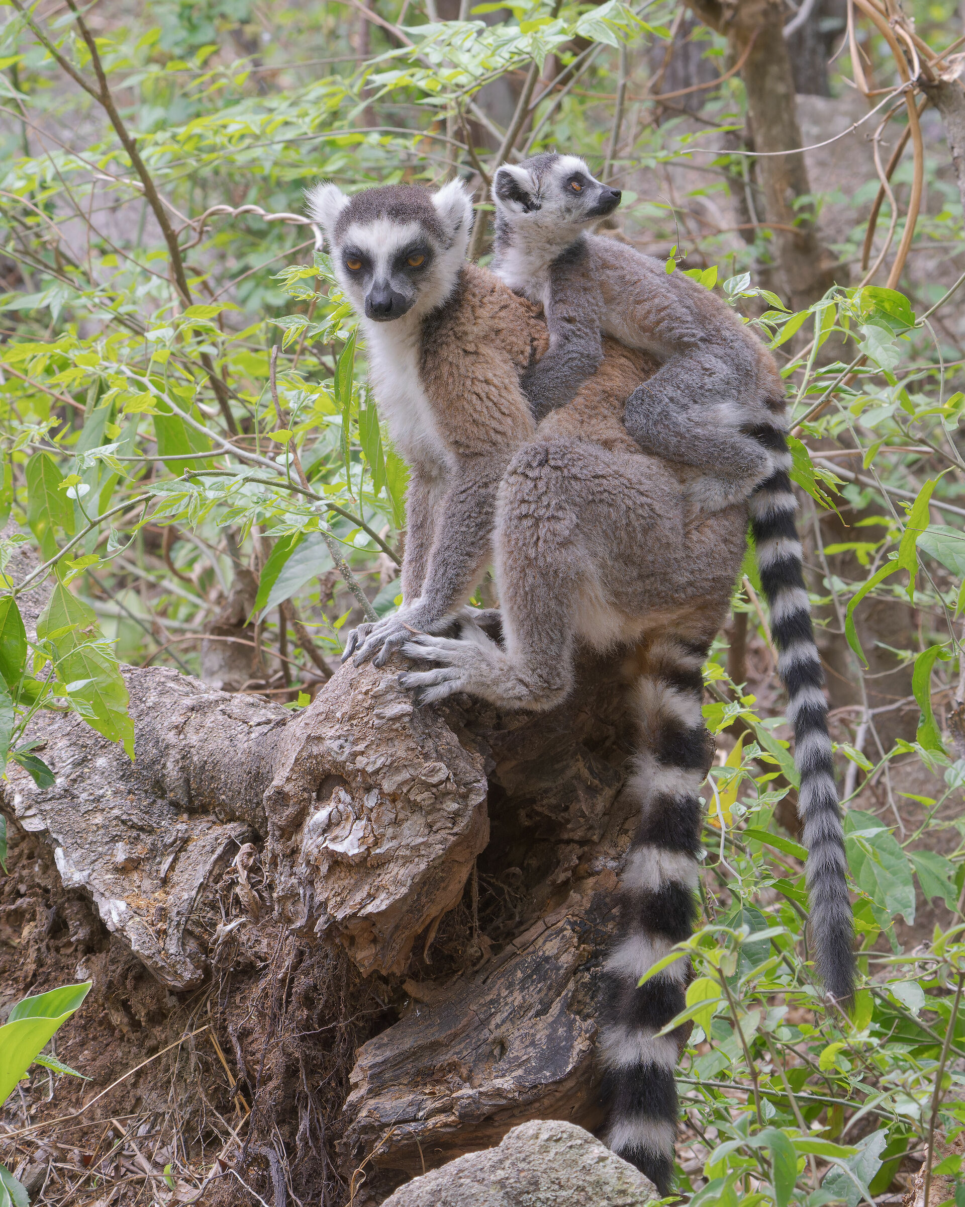 Lemure dalla coda ad anelli