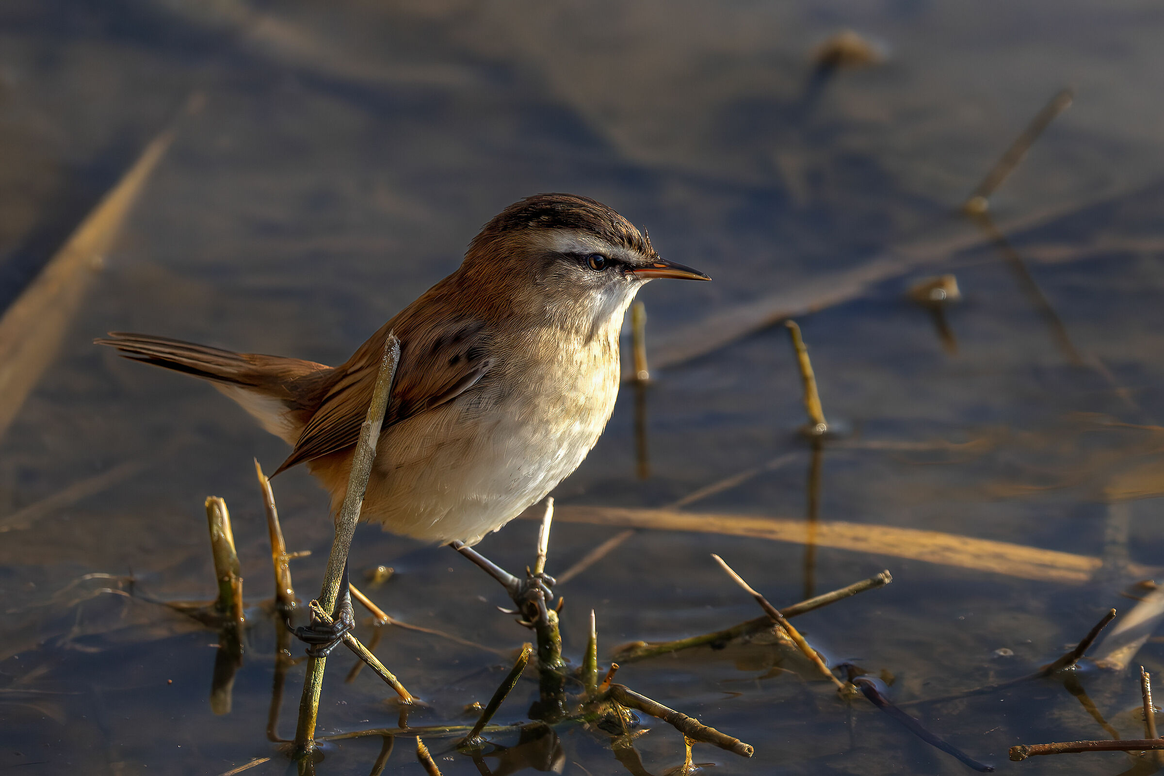 Forapaglie castagnolo