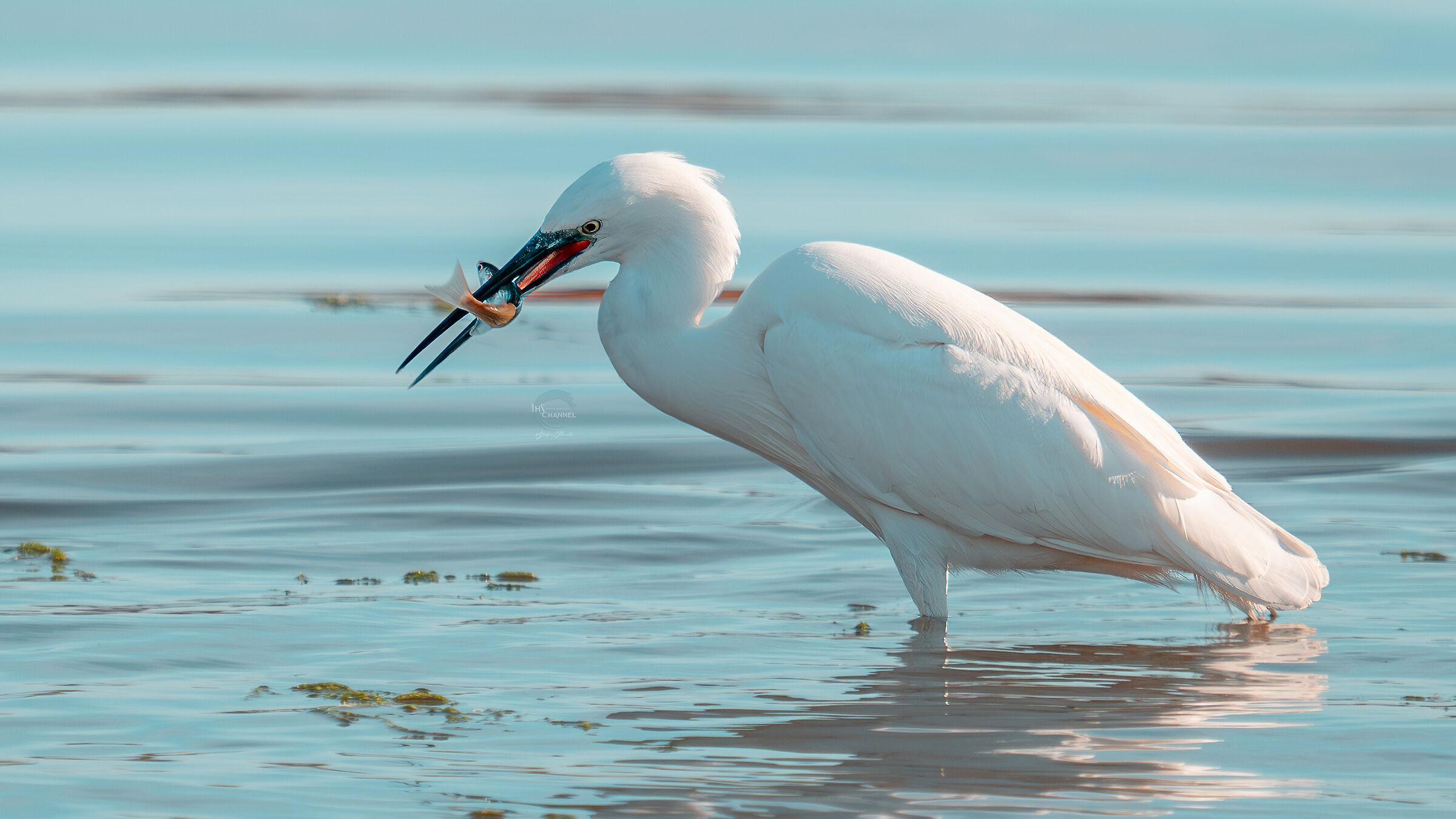 La garzetta ed il povero pesciolino colorato