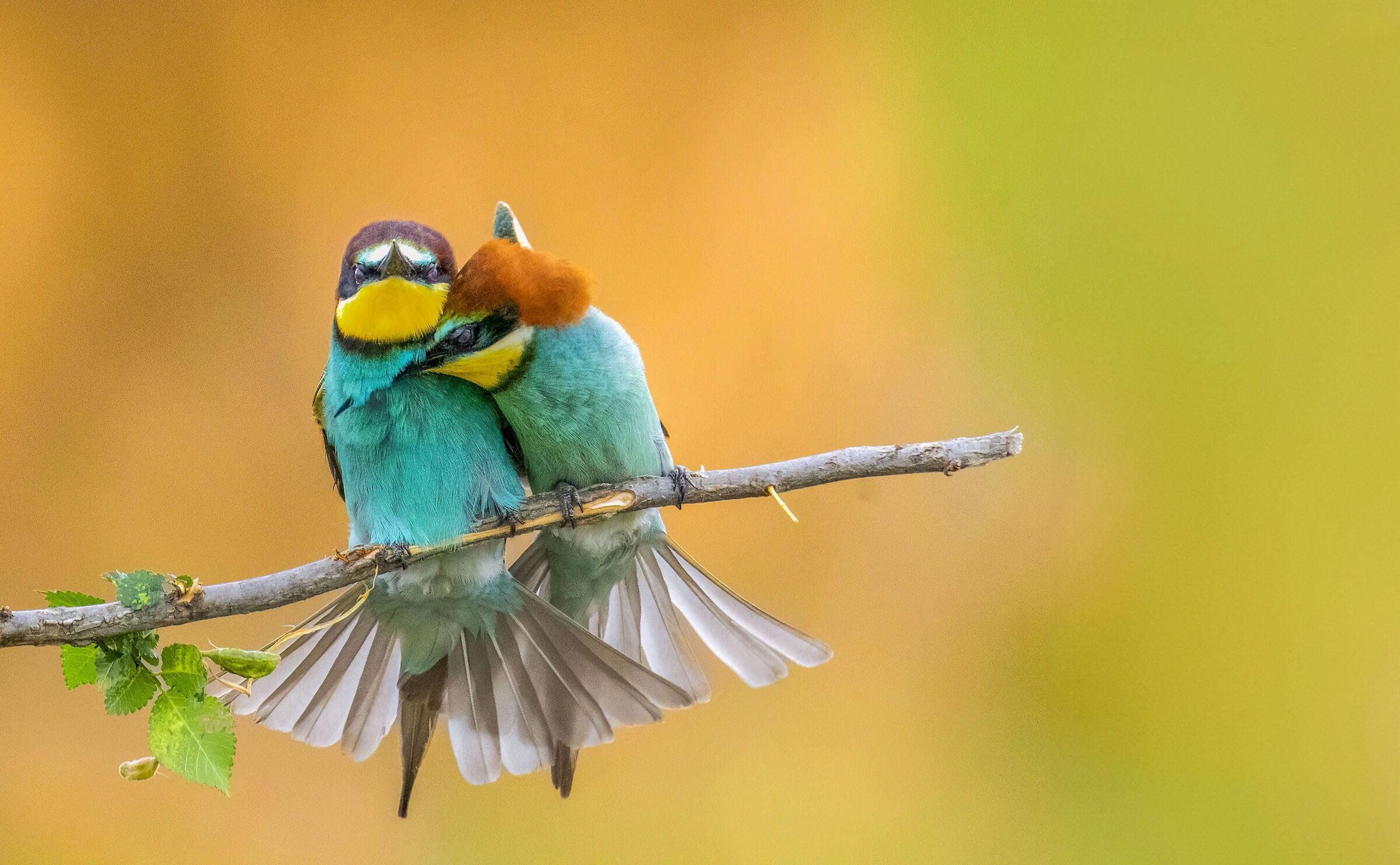 Bee-eaters in Love Girno 2023