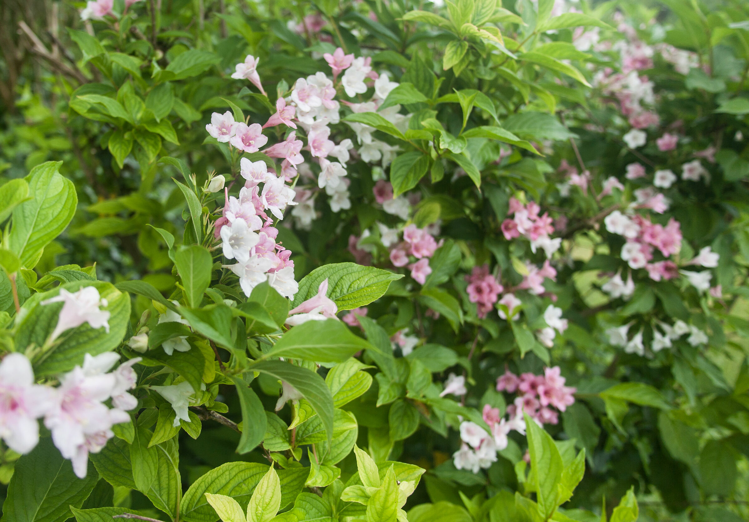 flowers2