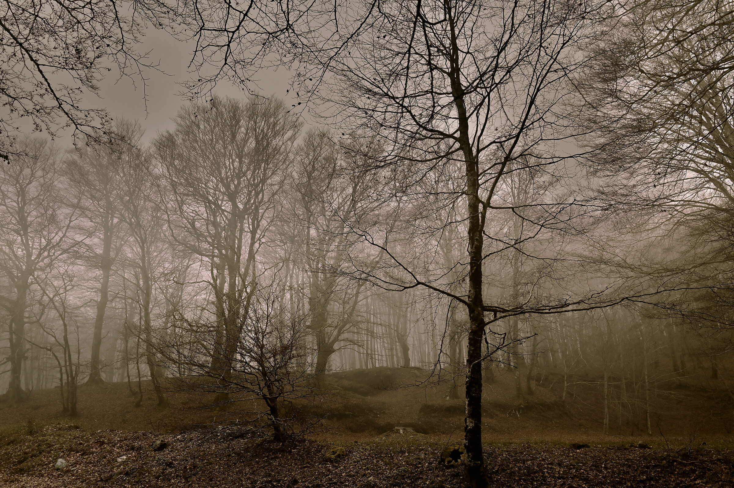 The bare forest in Fuscaldo