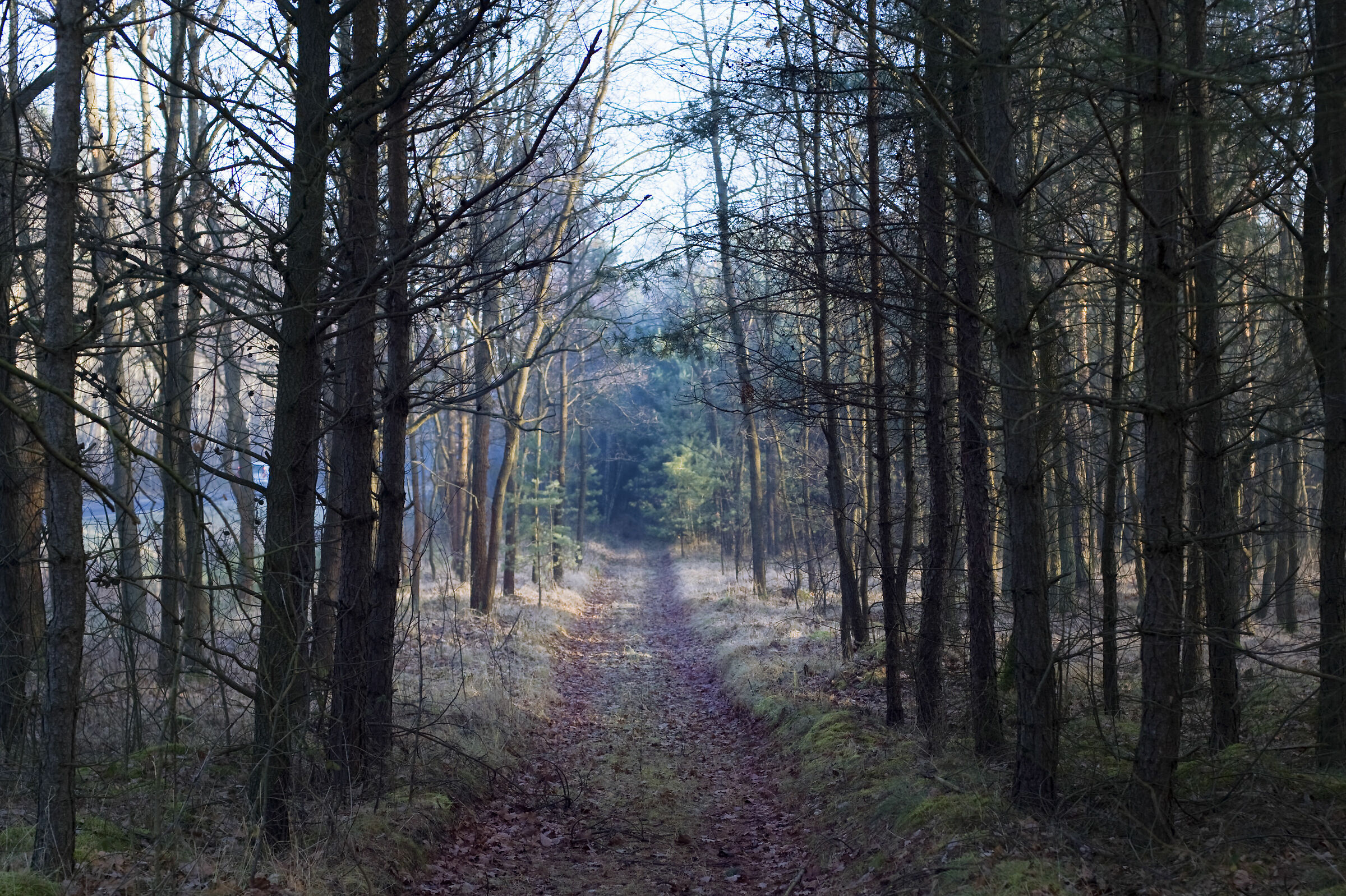 The slow agony towards the absence of light.