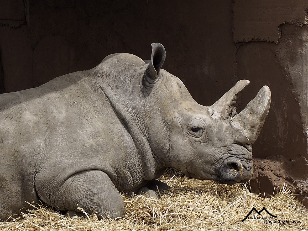 Rinoceronte depresso