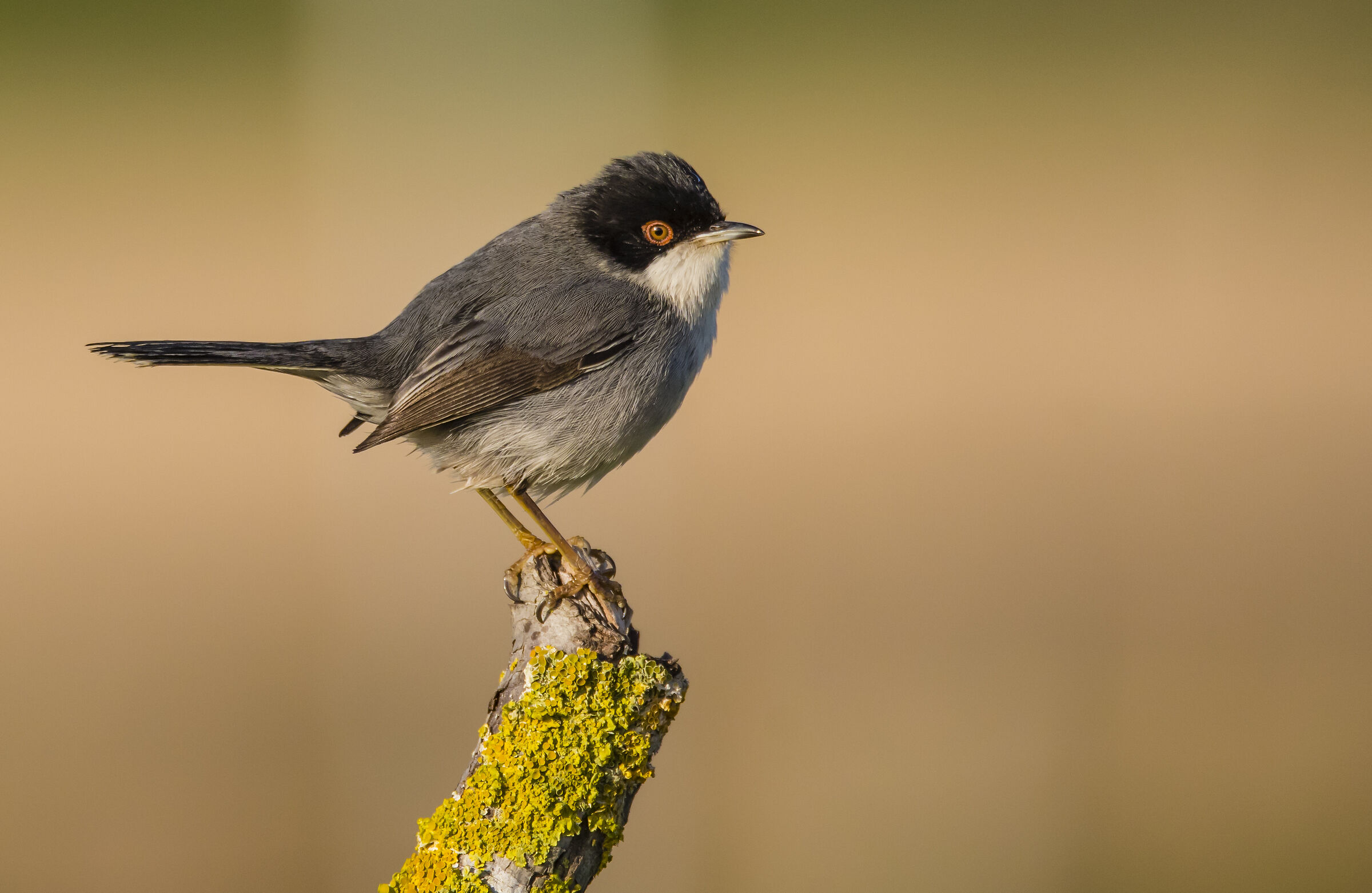 Sardinian warbler