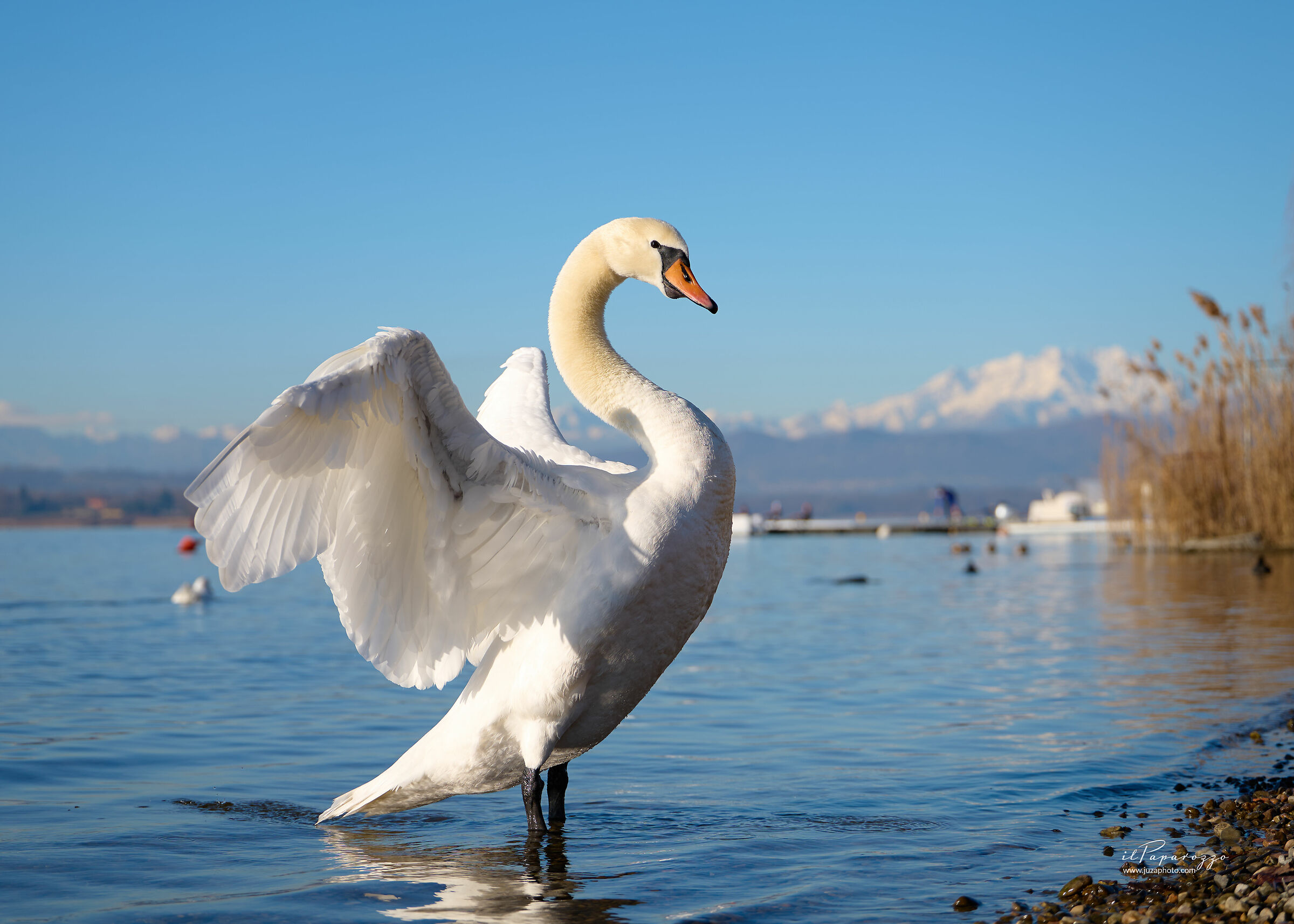 Cigno Bianco