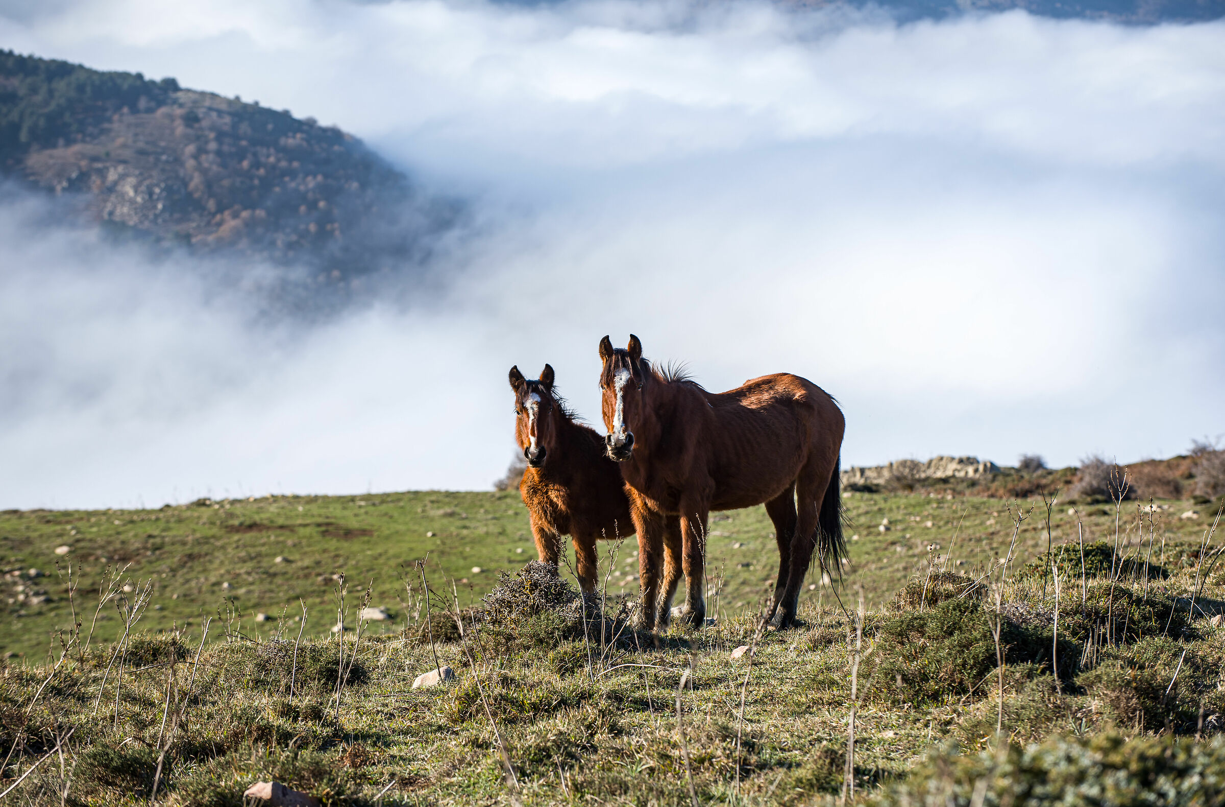 I cavalli di Catarineci