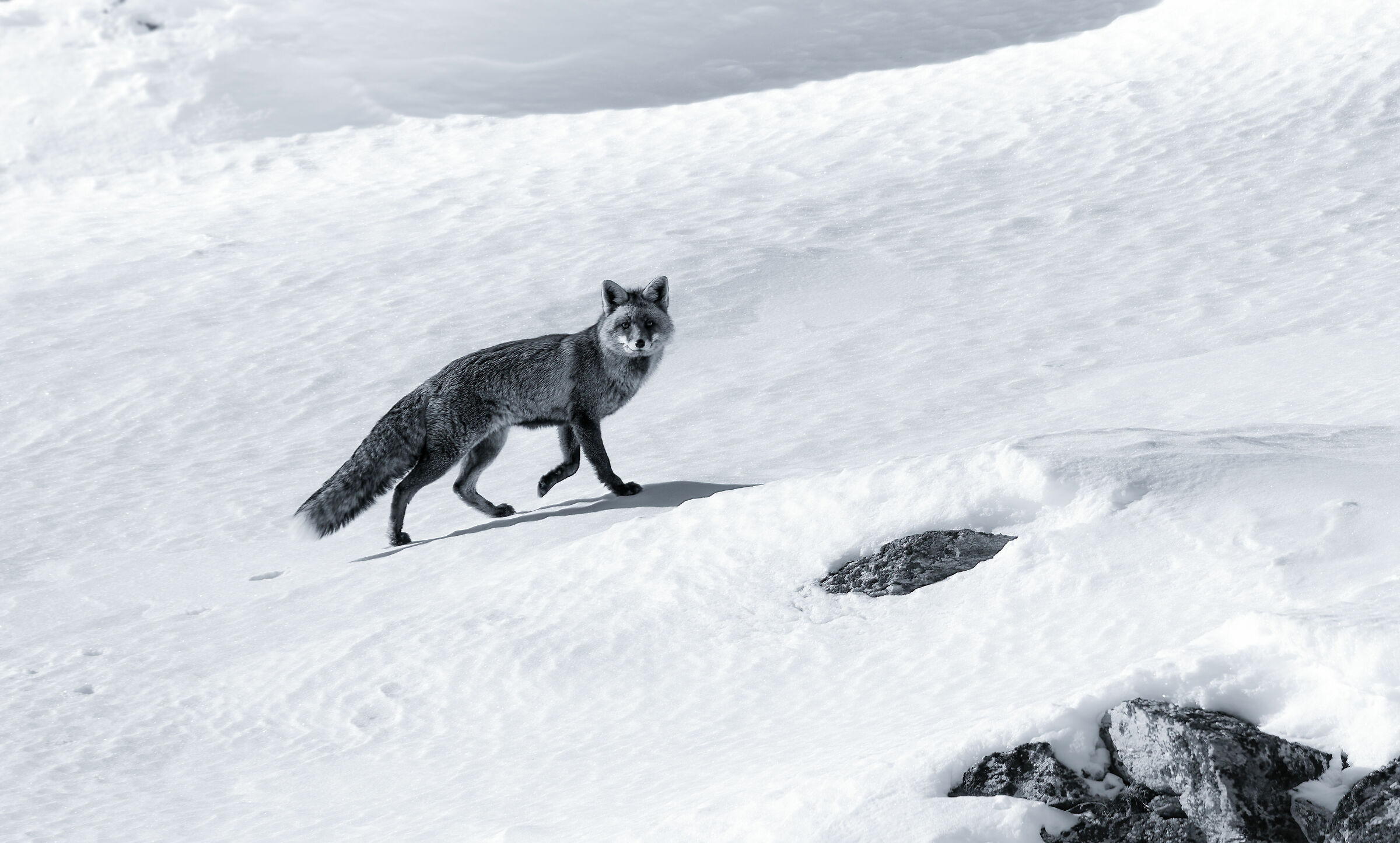 Fox in the valley