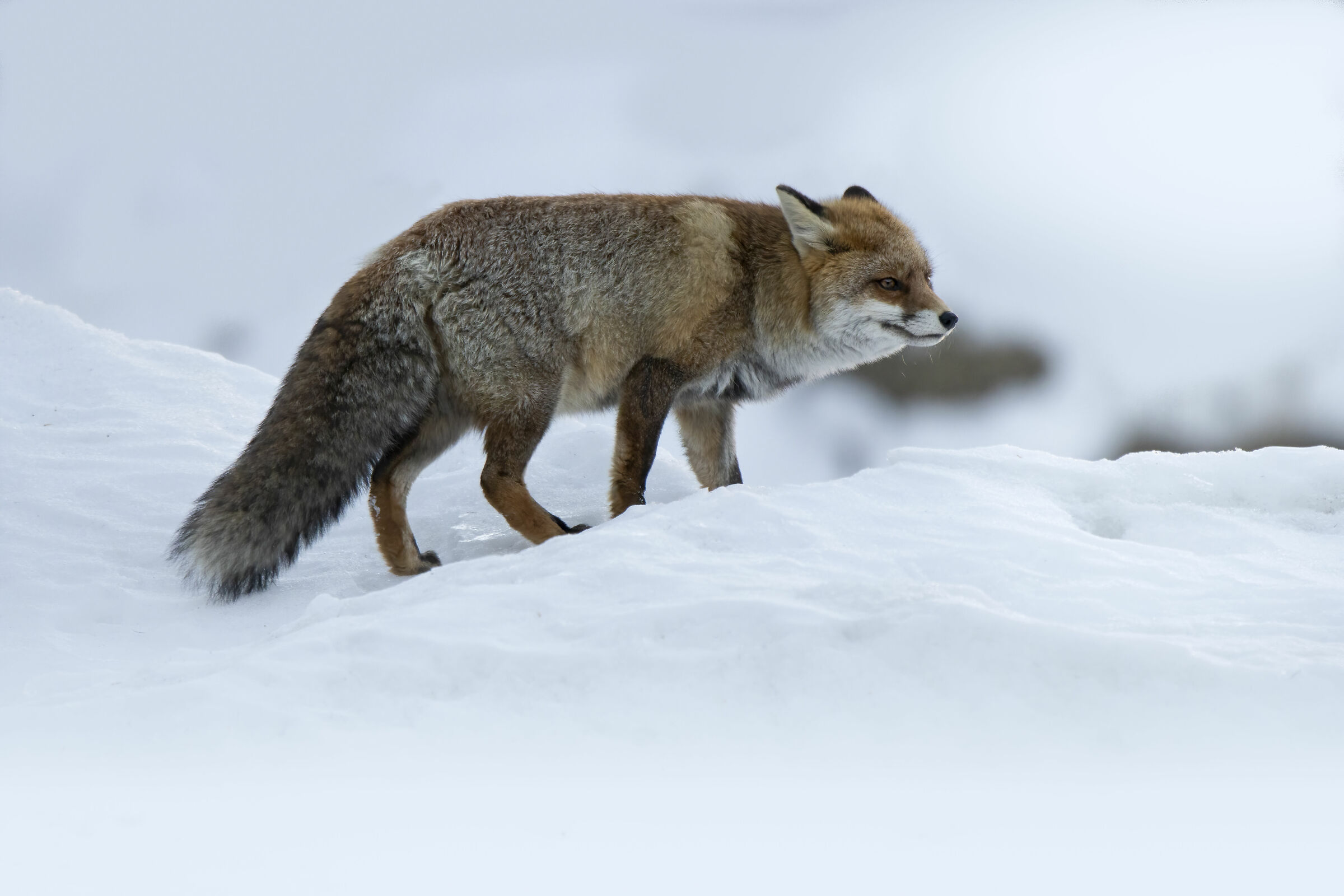 Fox