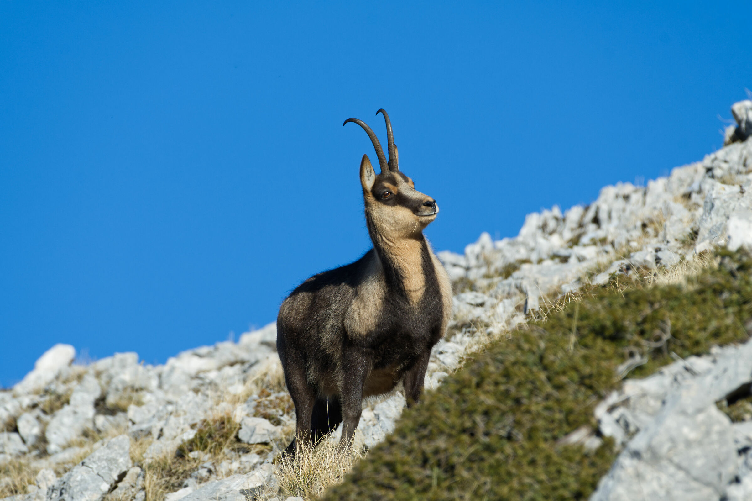 Rupicapra rupicapra