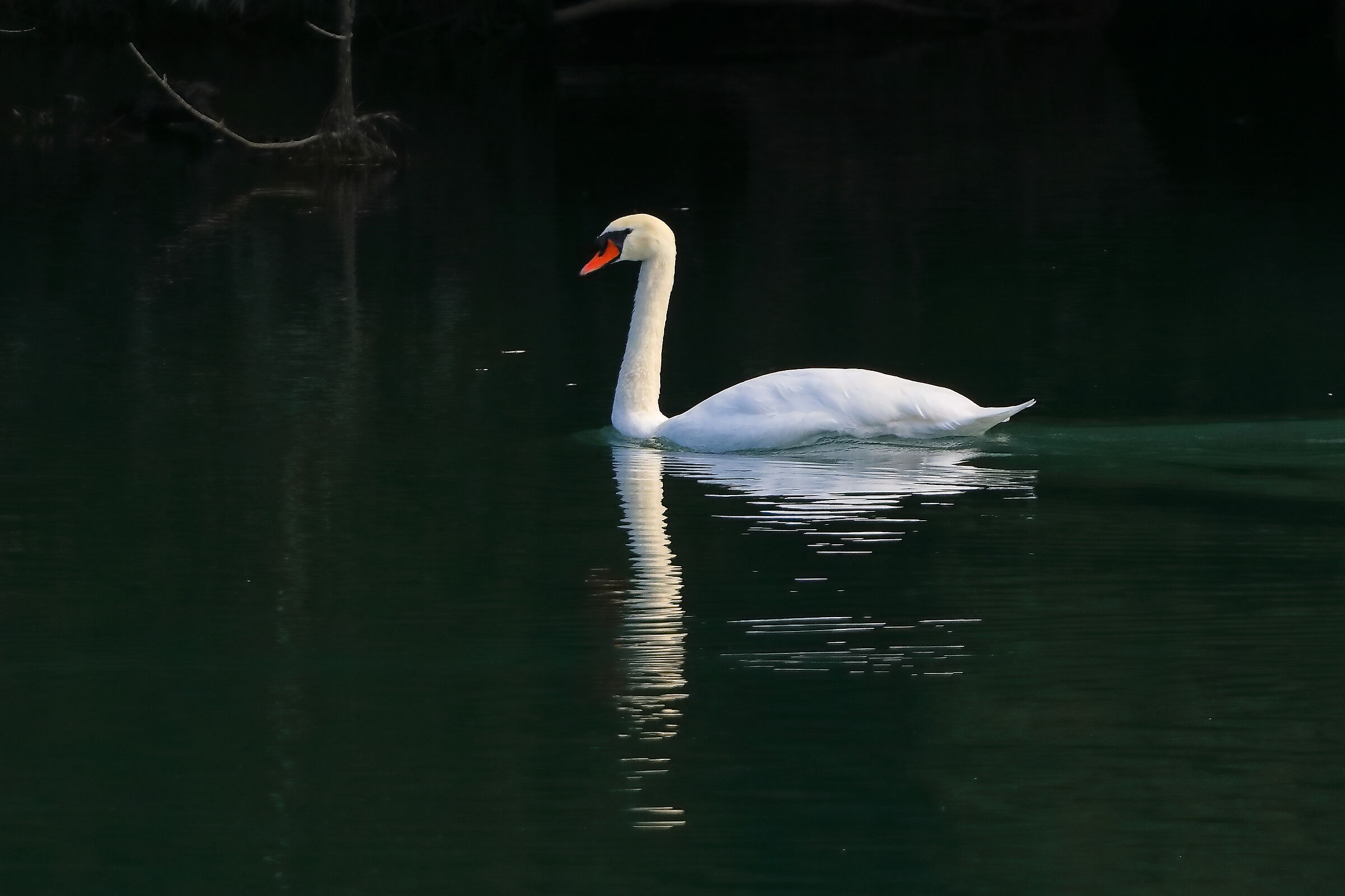 Swan 28-09-2023