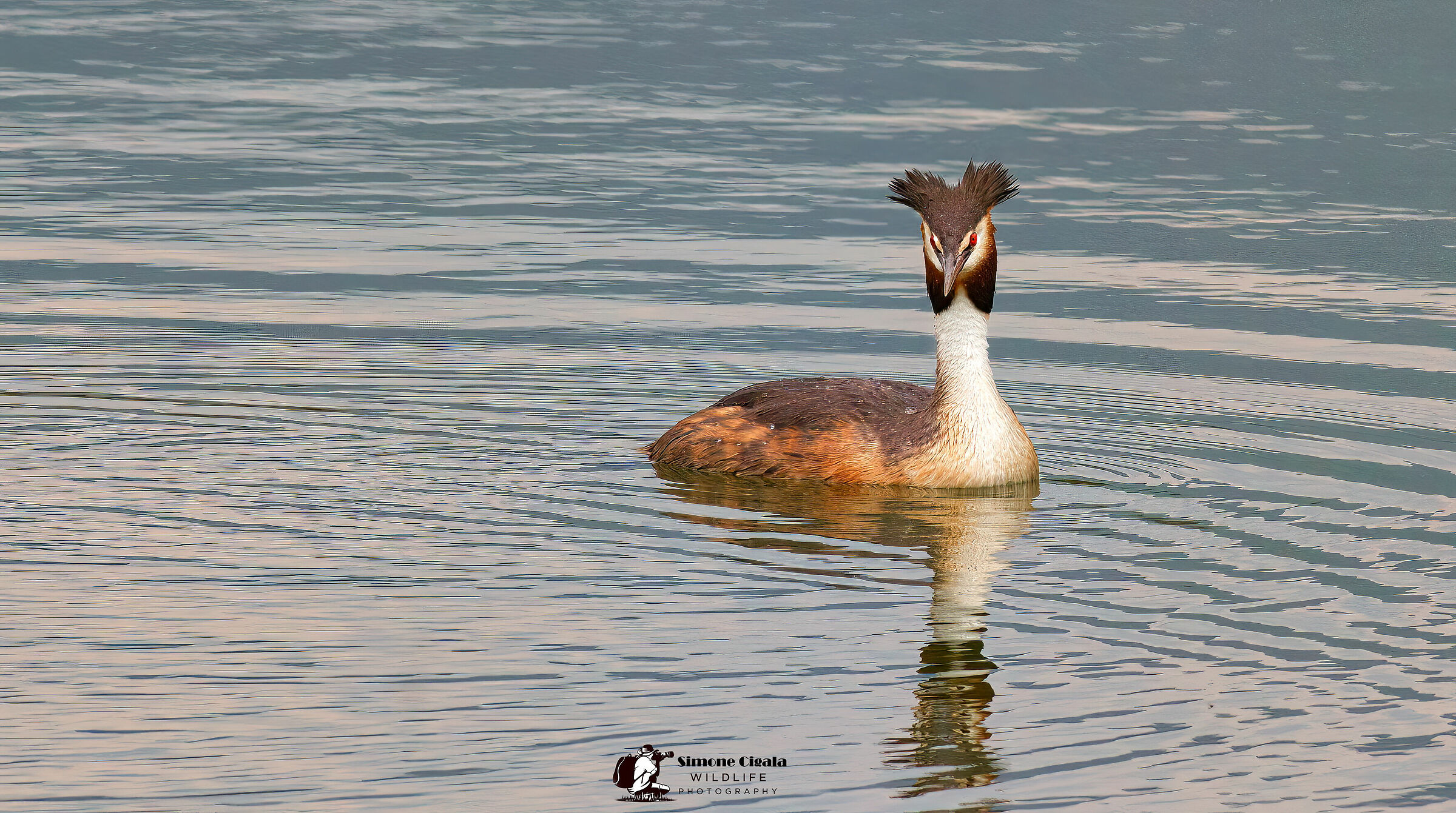 Grebe