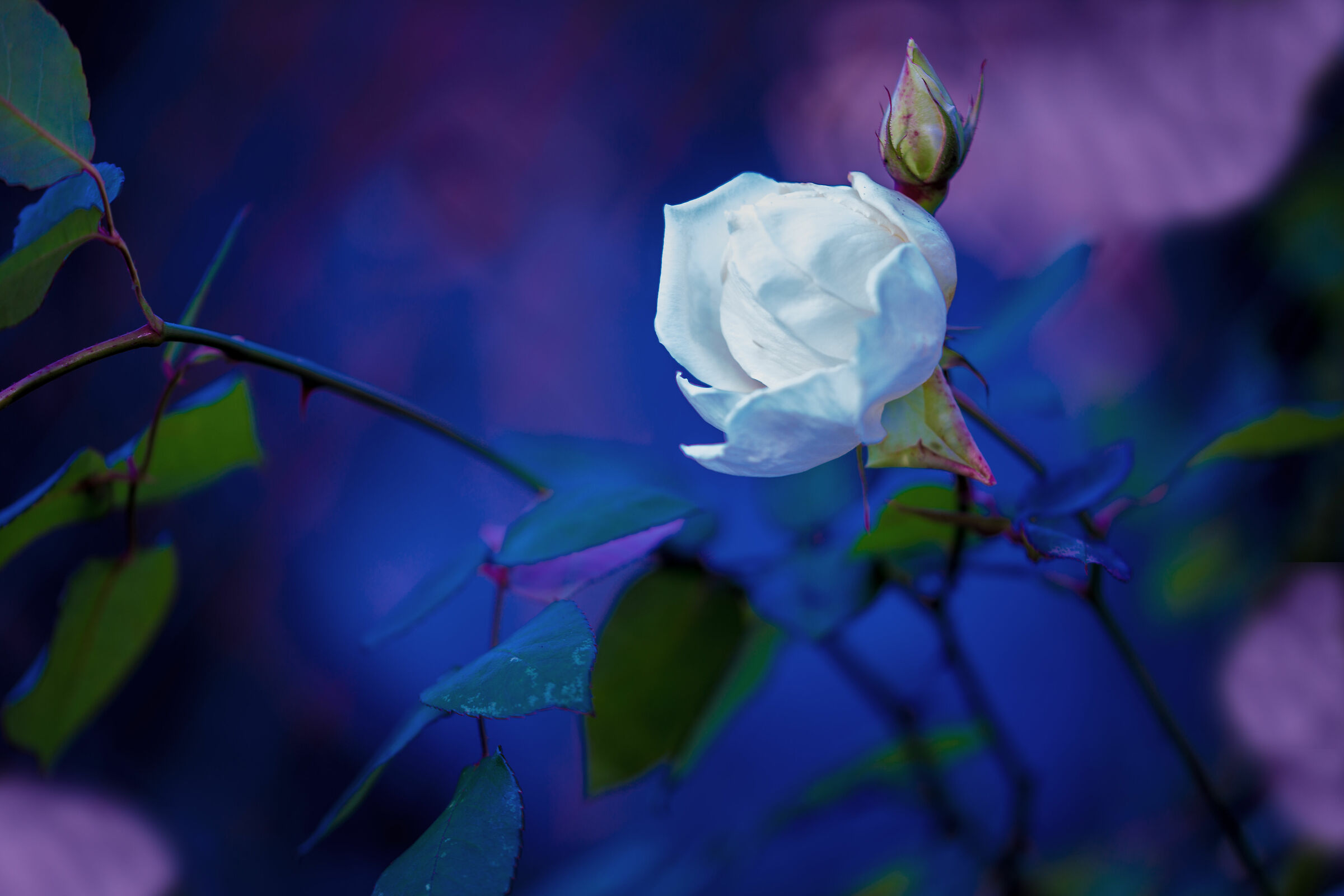 A Blue Rose ...
