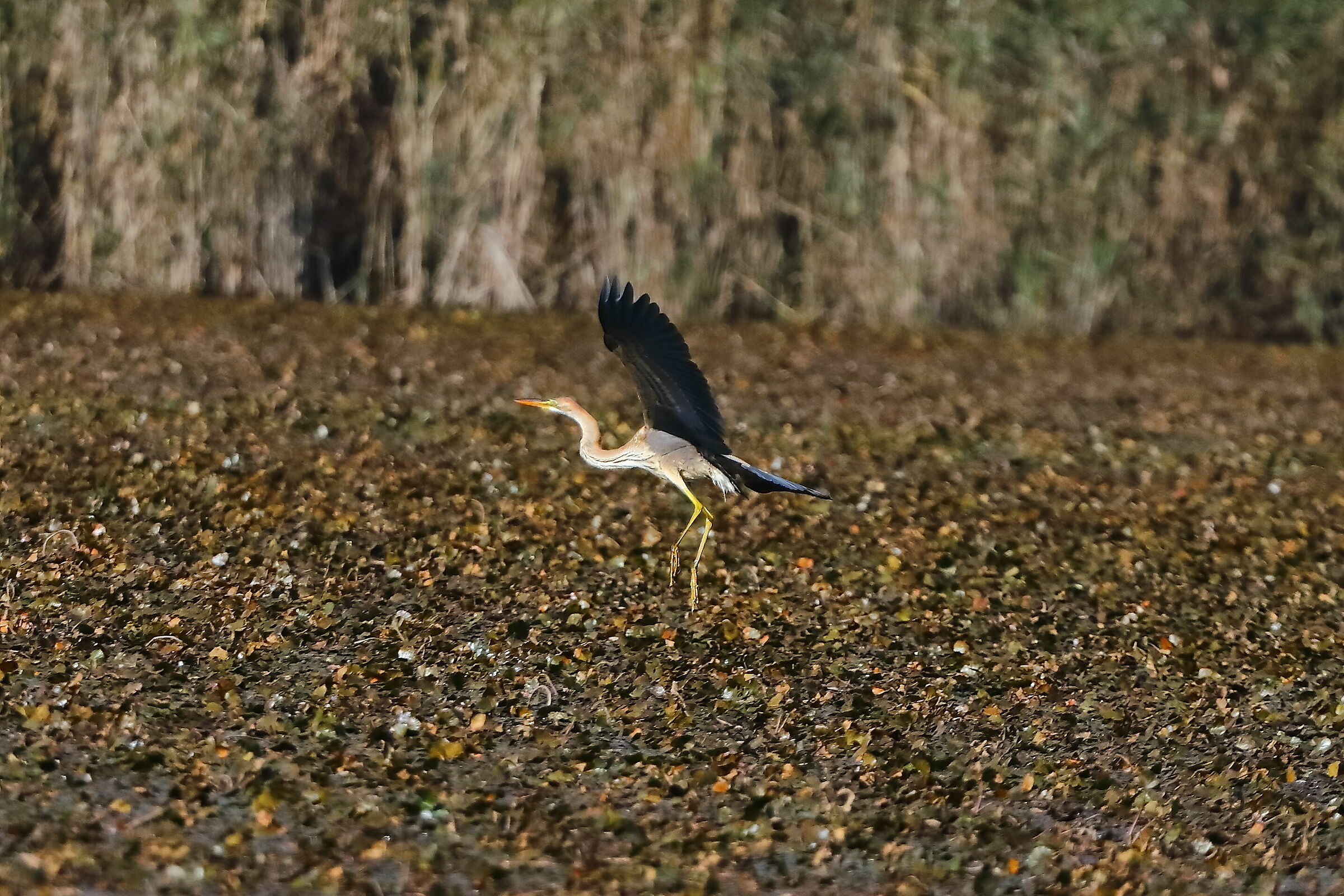 Purple Heron 28-09-2023