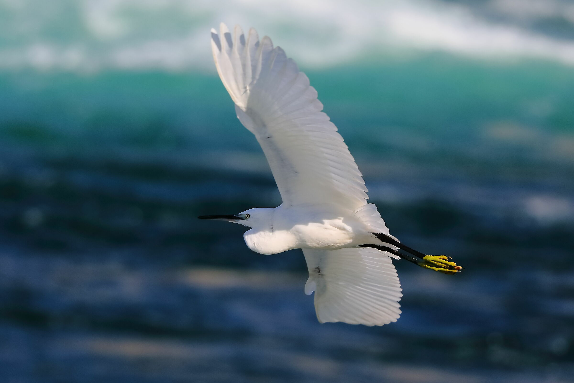 Little Egret 28-09-2023