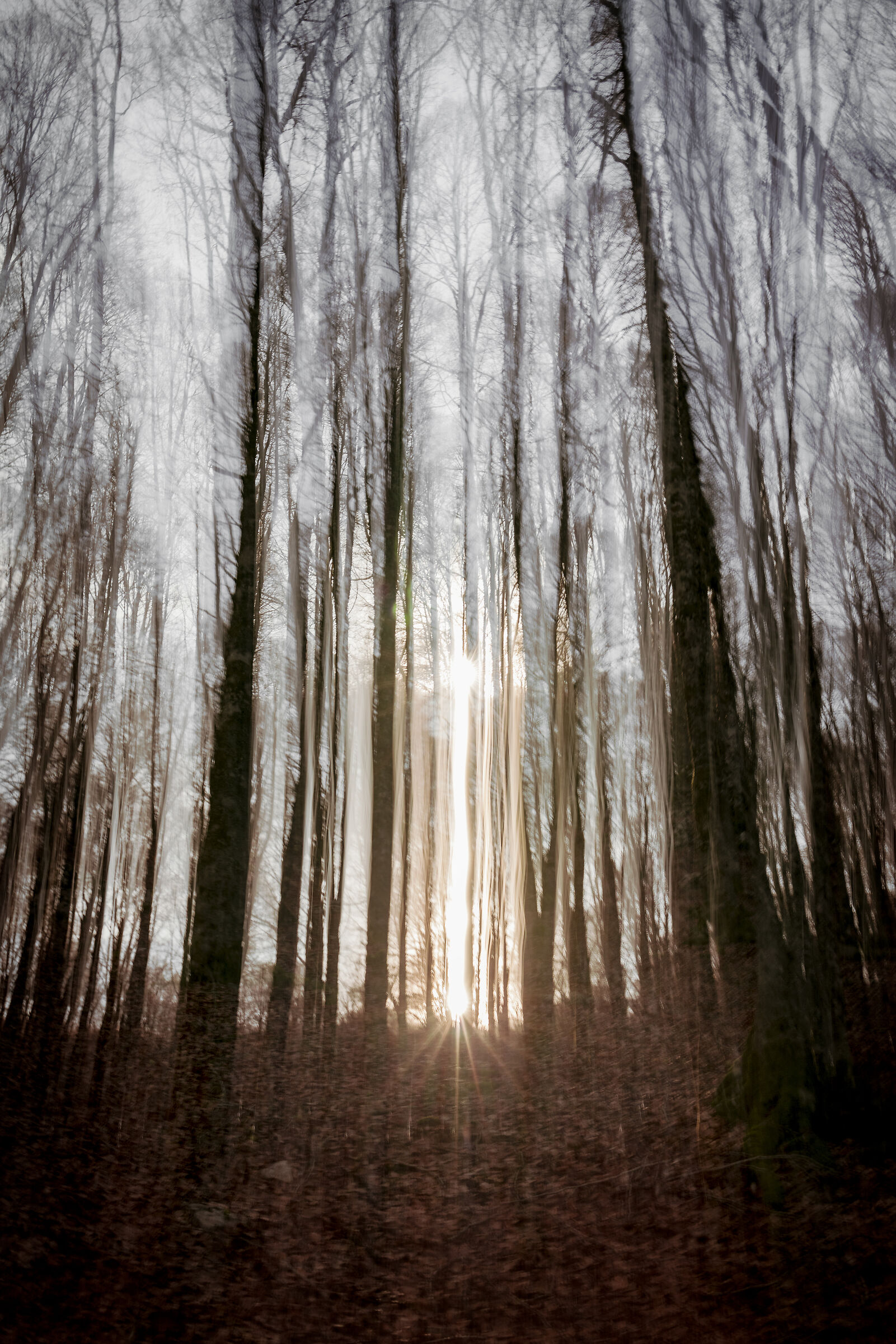 The forest