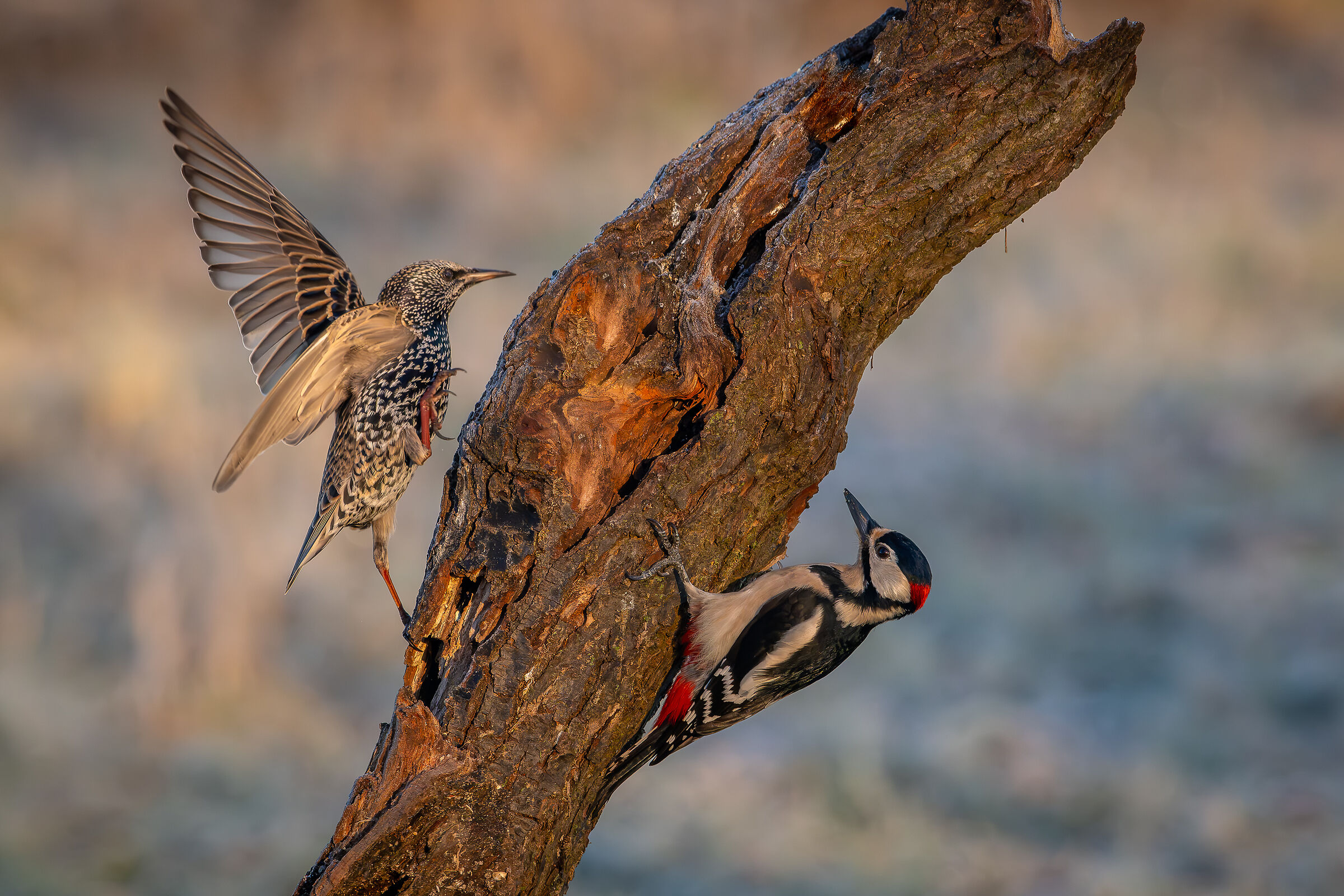 Icchio and Storno #capannocora