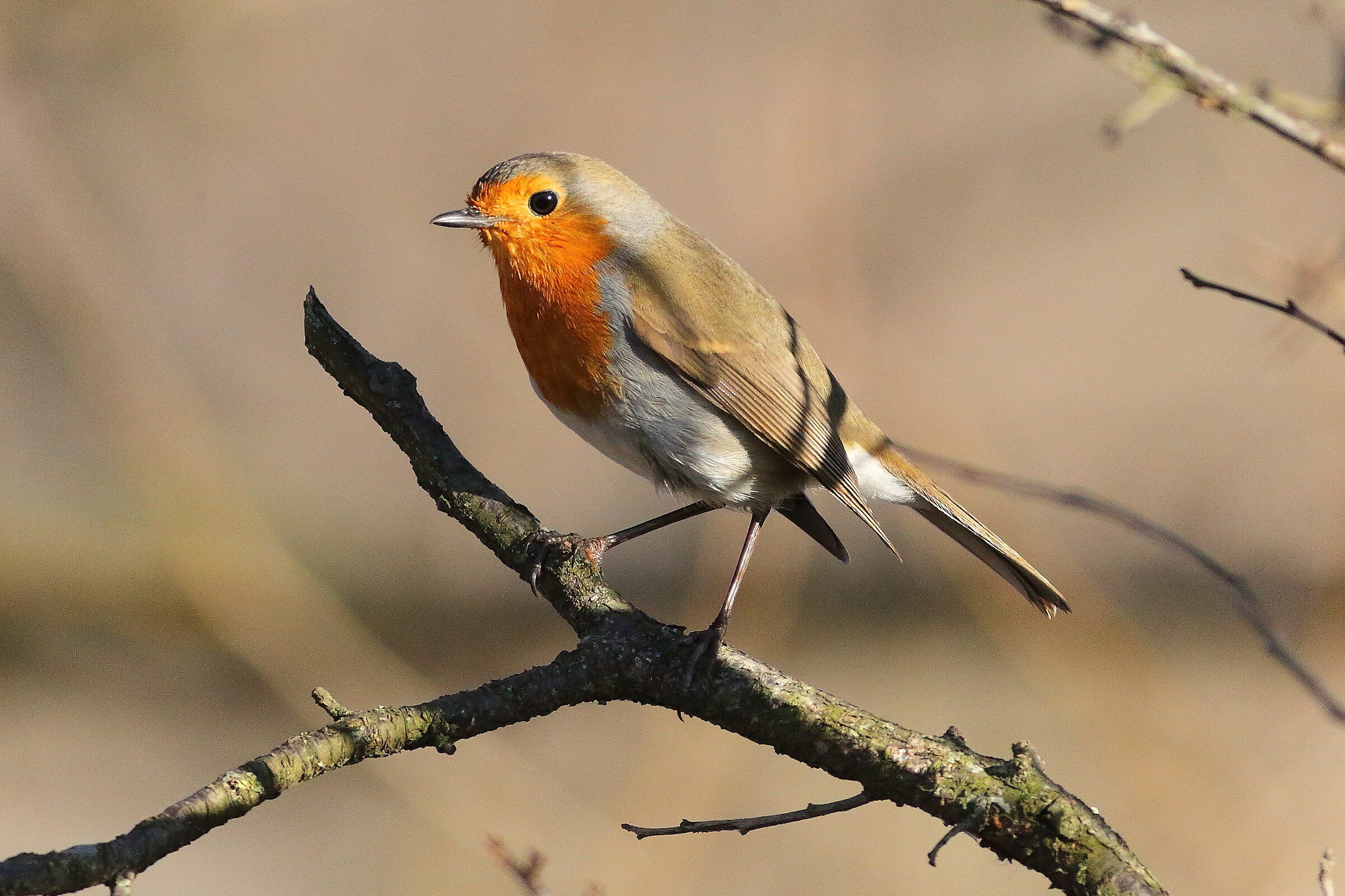 Robin January 03, 2023