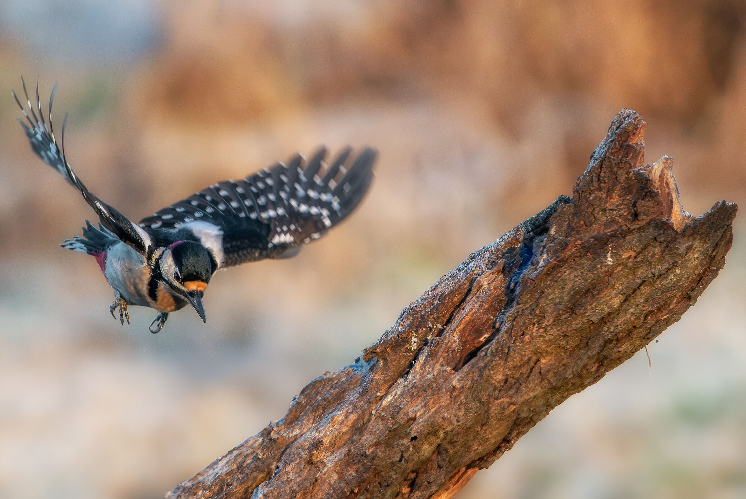 Spotted woodpecker #capannocora