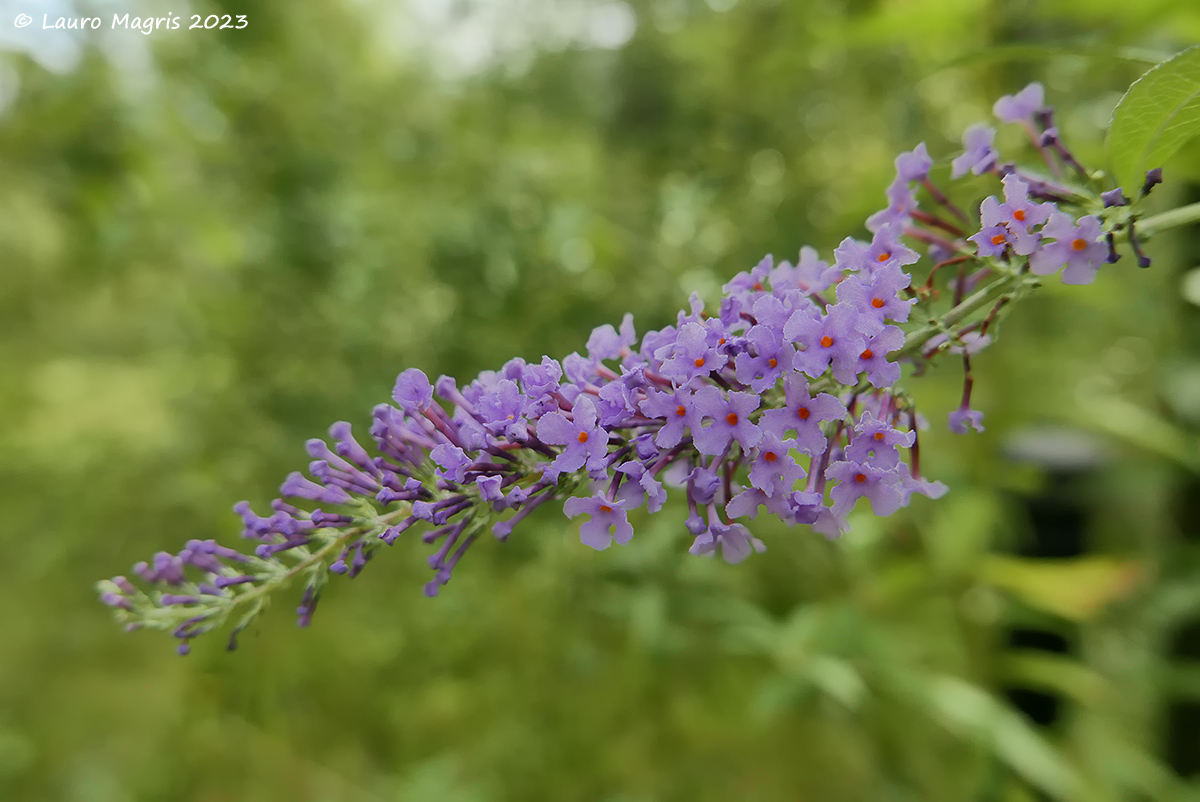 Buddleja davidii