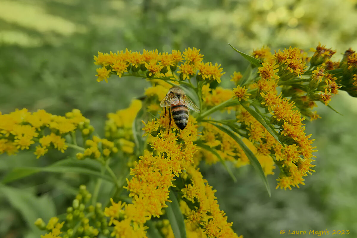 Solidago or Goldenrod