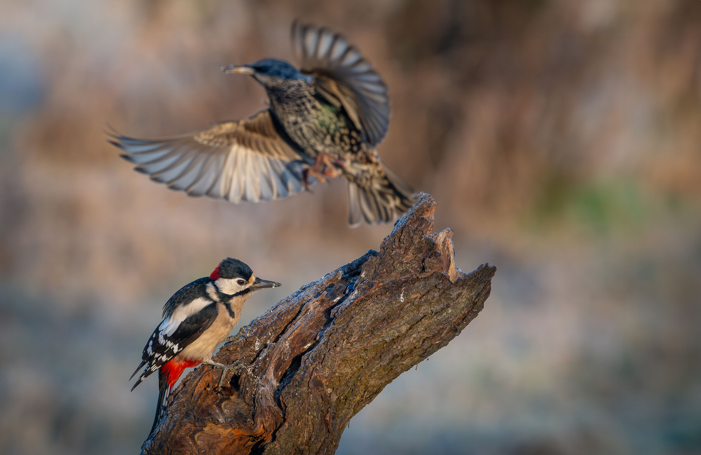 Picchio Rosso December 2023 Lombardy #capannocora