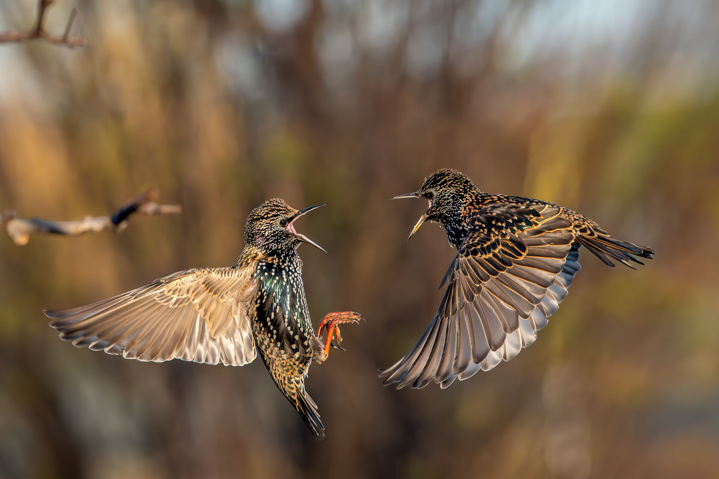 Quarrelsome sly #capannocora