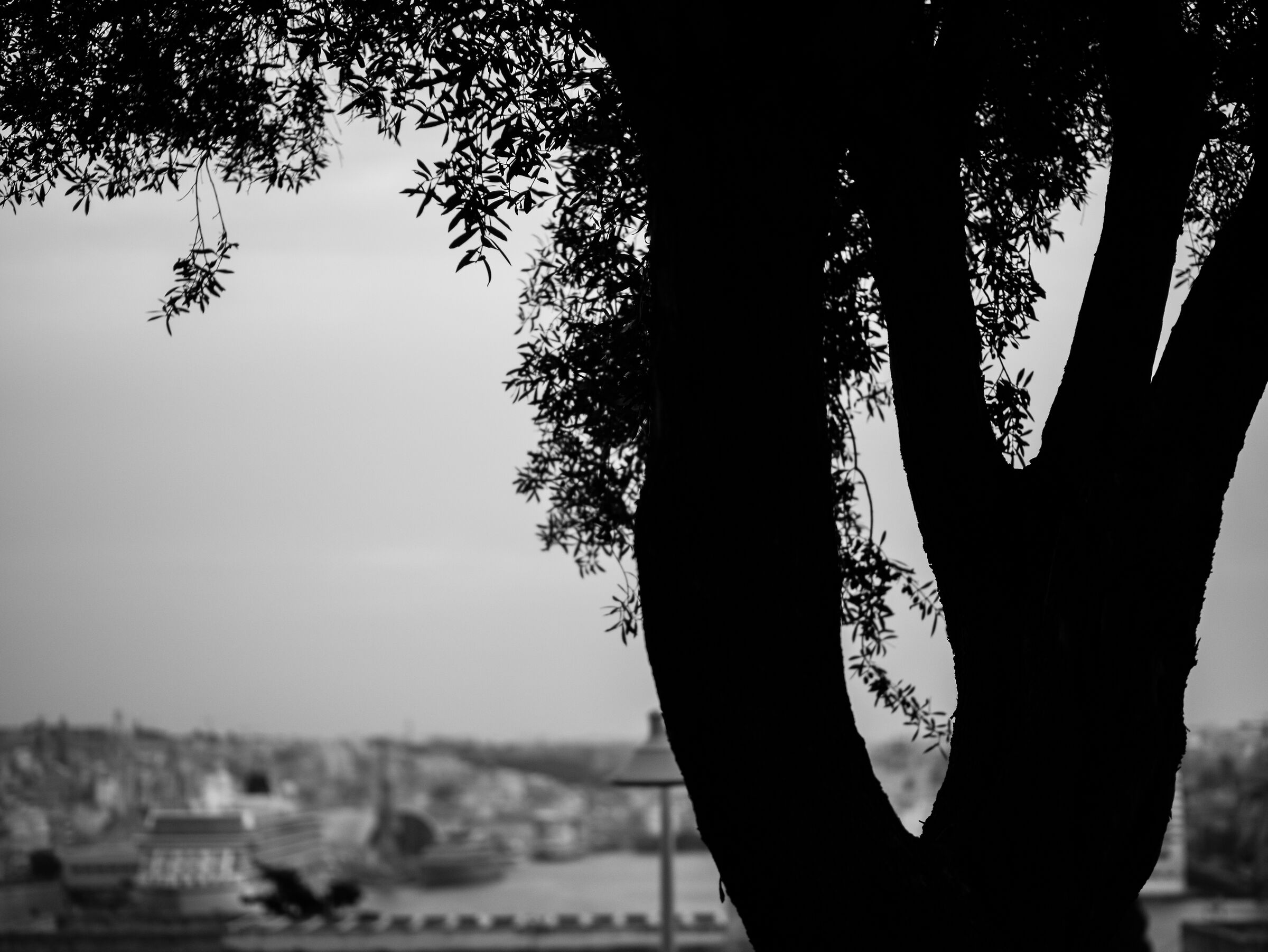 Nascondersi dietro un albero...