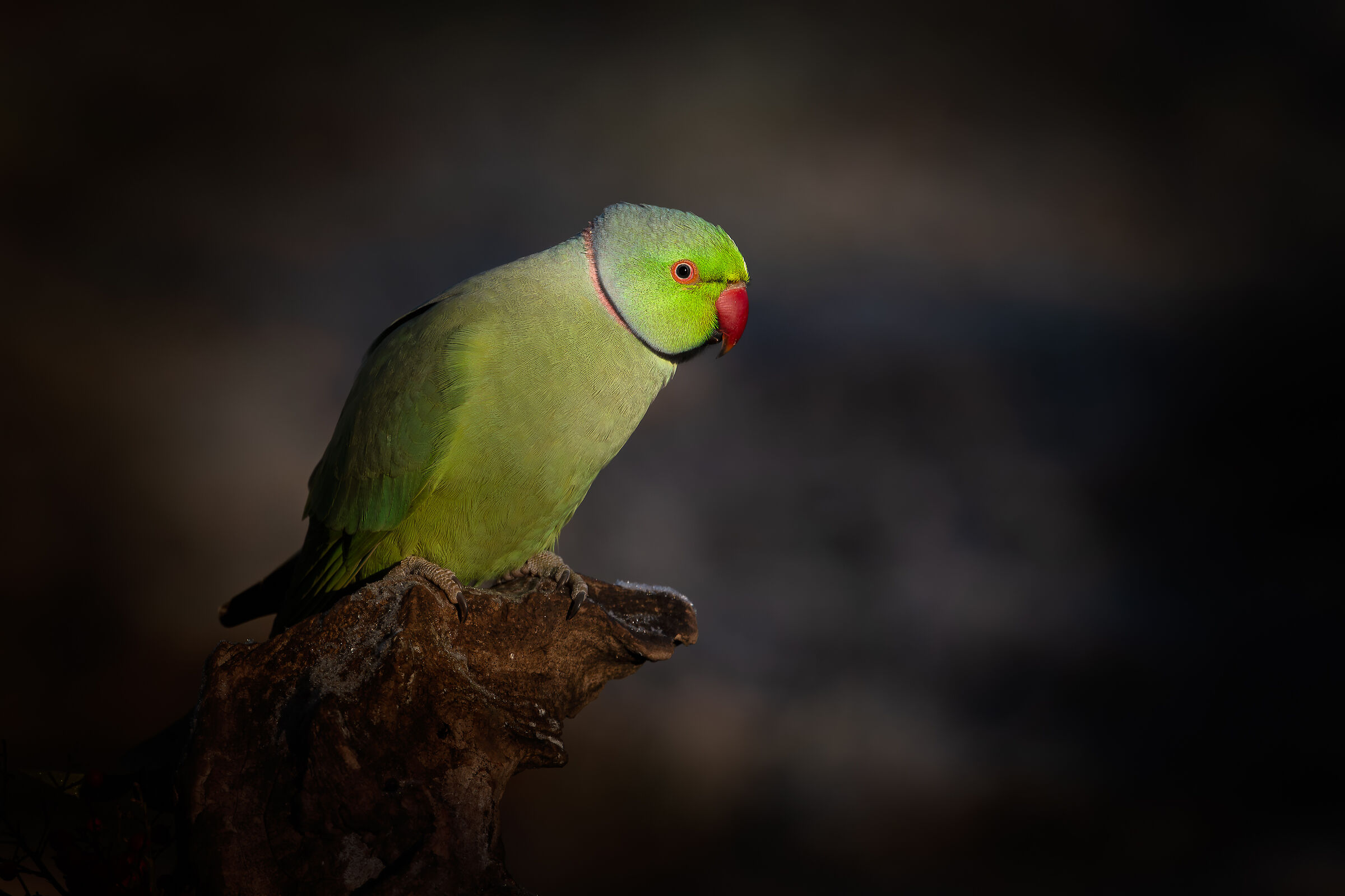 Parakeet #capannocora