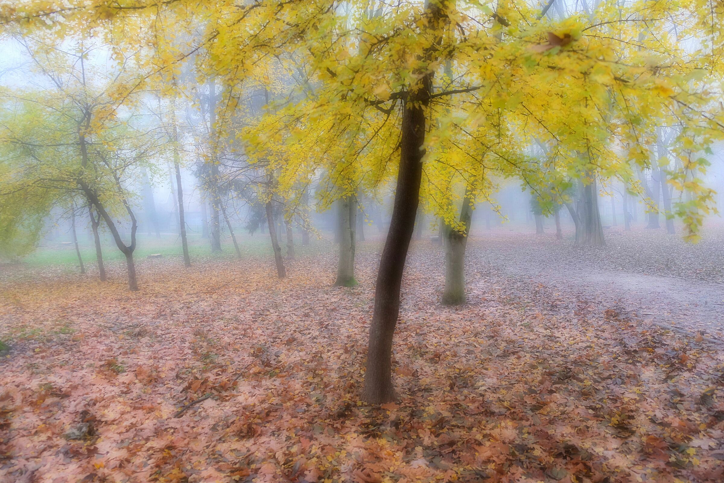 yellow