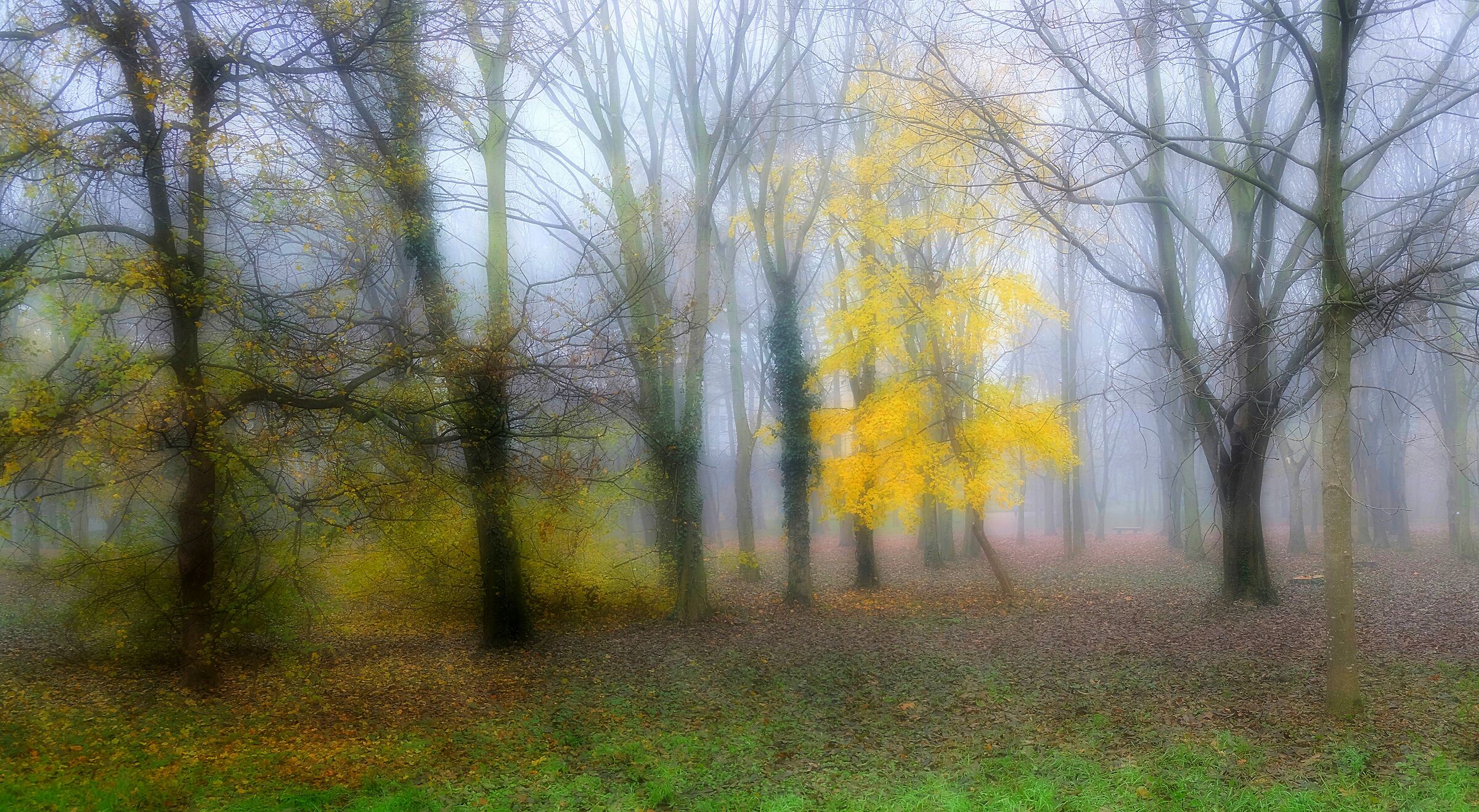 Forest
