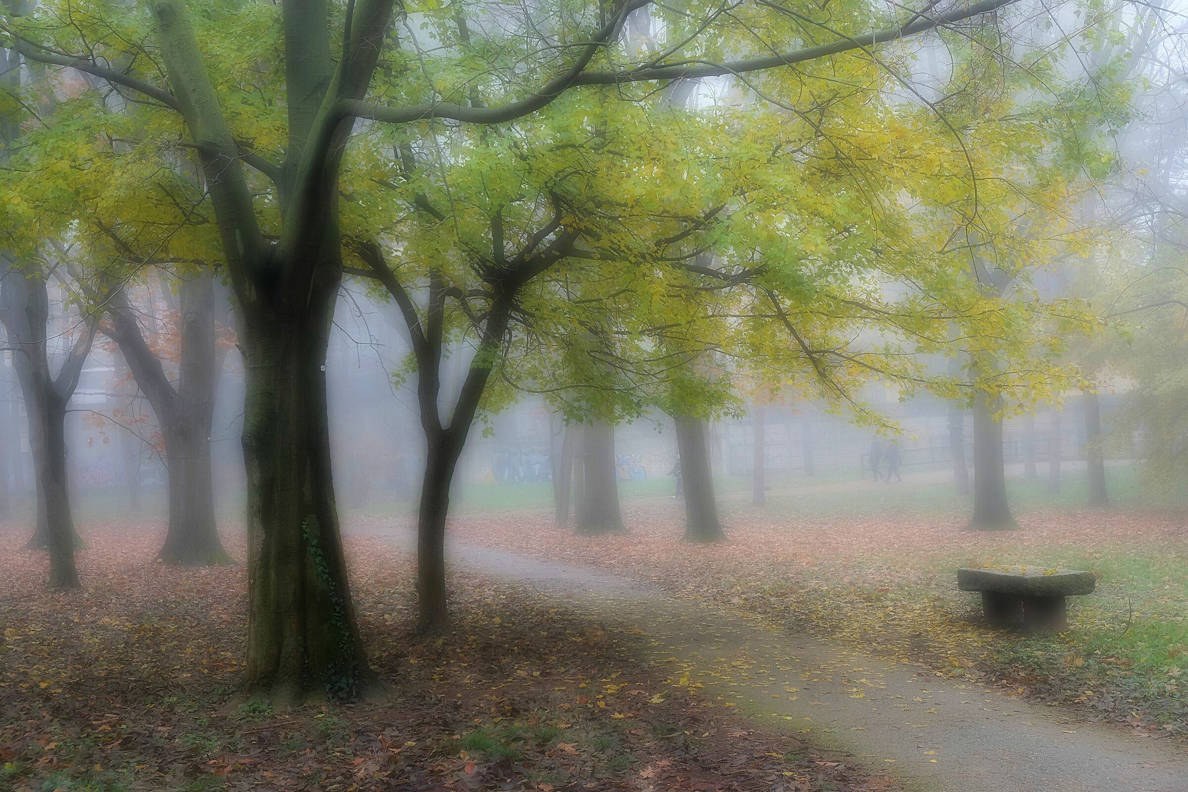 Forest