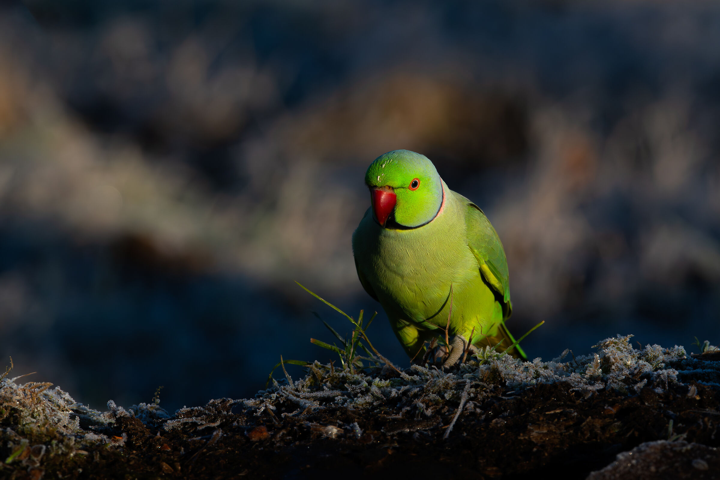 Parakeet #capannocora