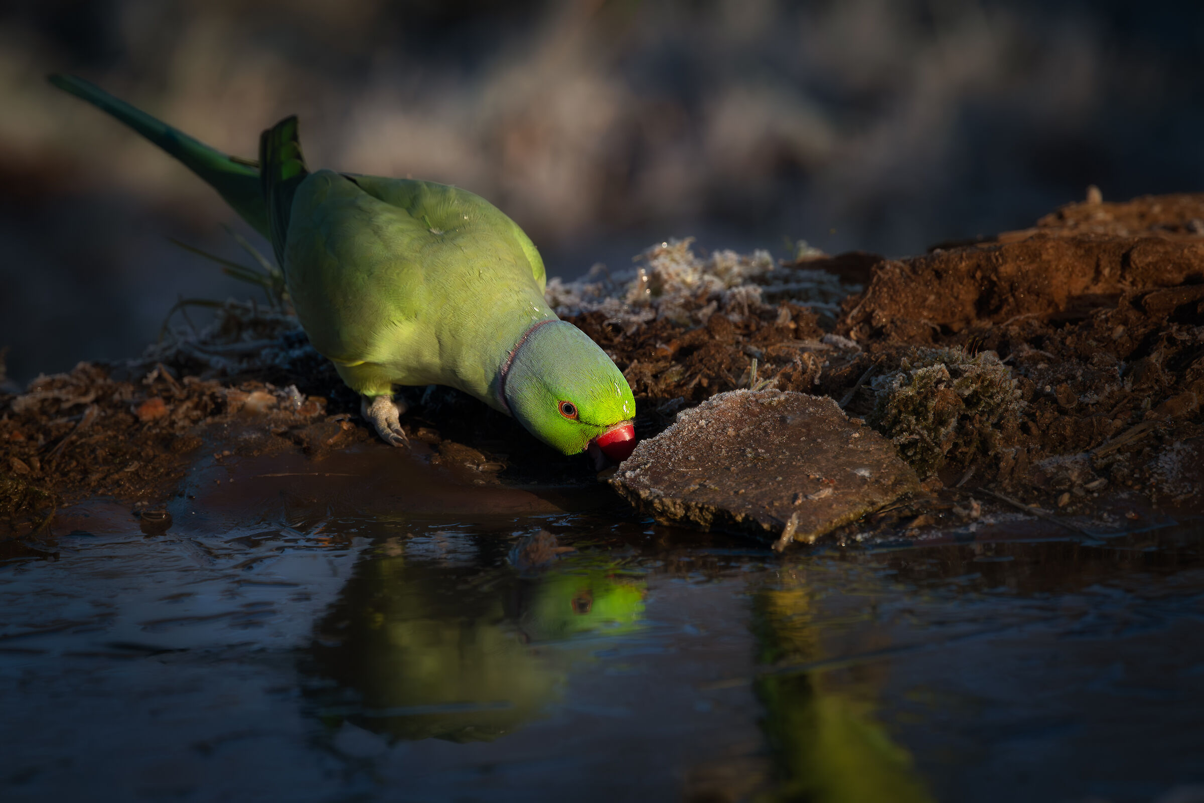 Parakeet #capannocora